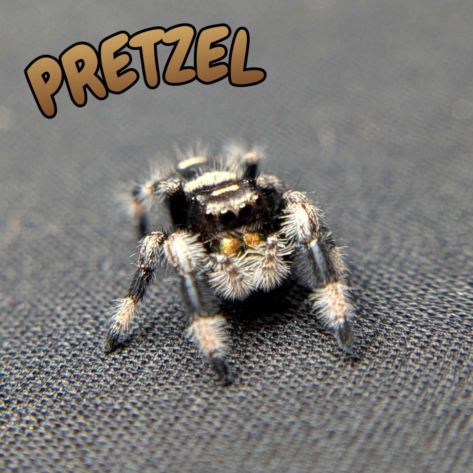 Regal Jumping Spider "Pretzel"