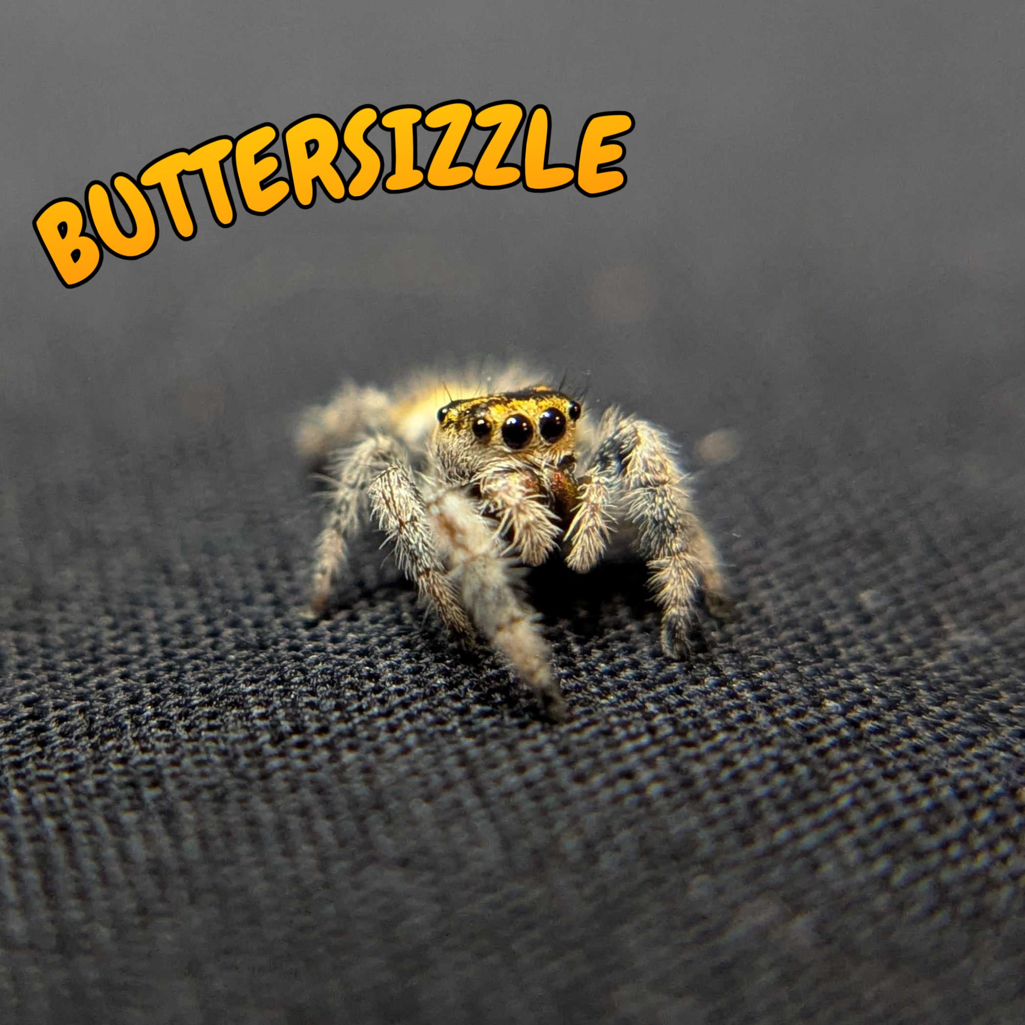 Regal Jumping Spider "Buttersizzle"