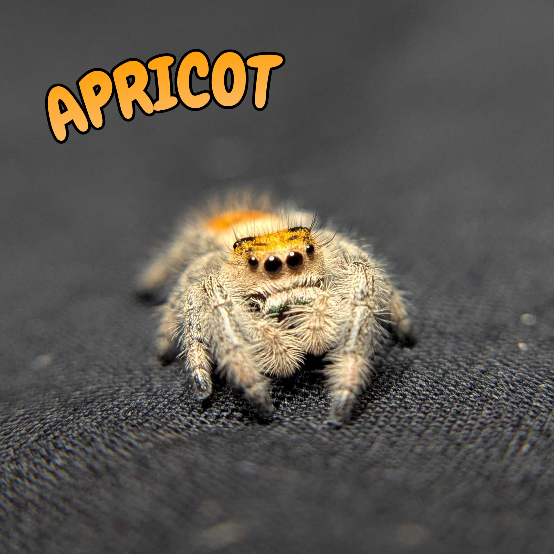 Regal Jumping Spider “Apricot”