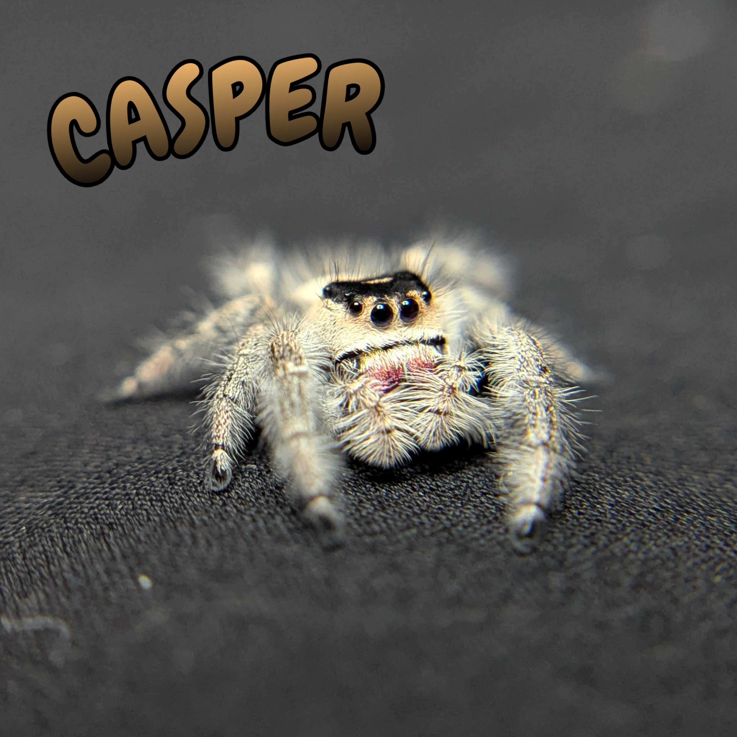 Regal Jumping Spider "Casper"