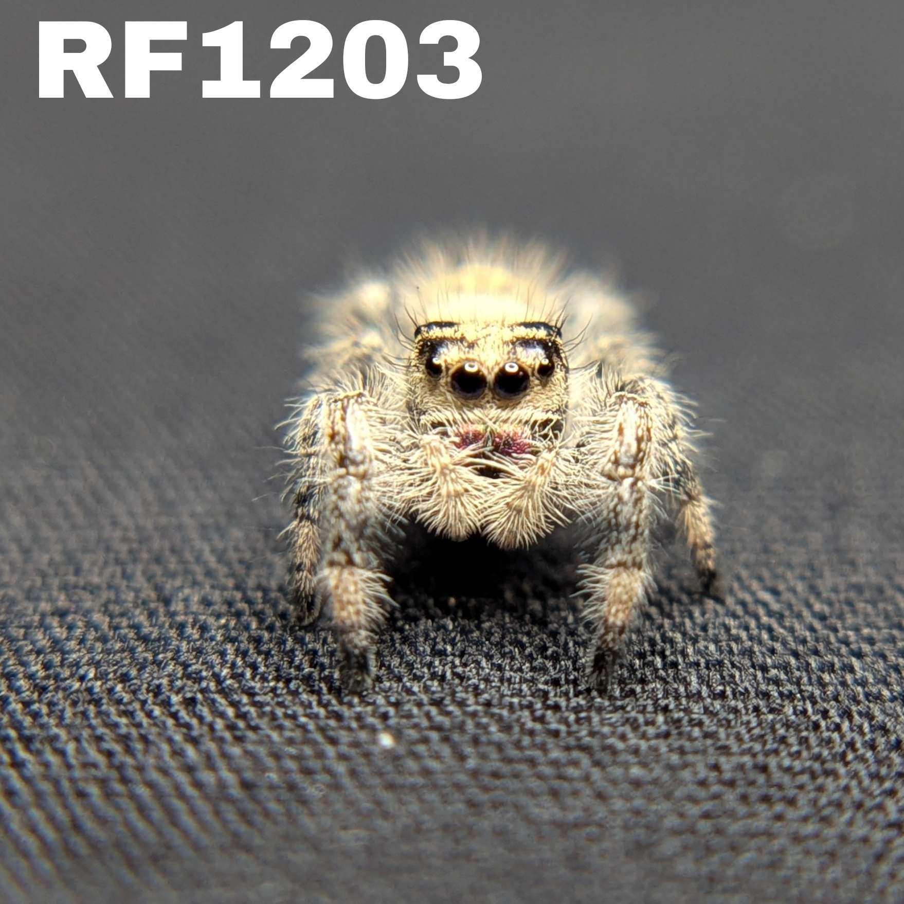 Regal Jumping Spider "Vanilla Bean”