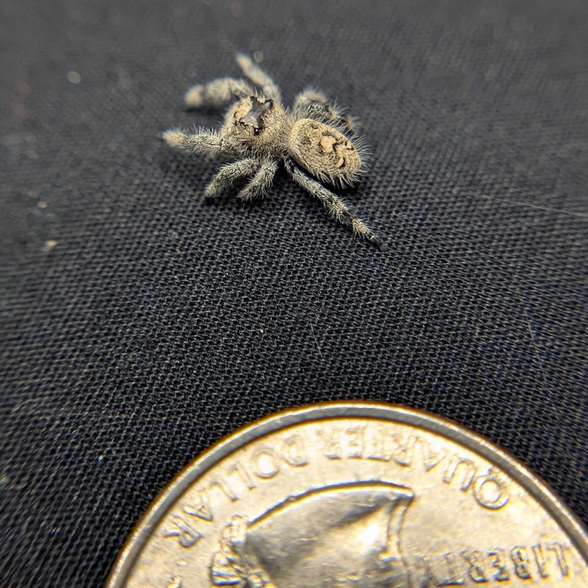 Regal Jumping Spider "Coffee"
