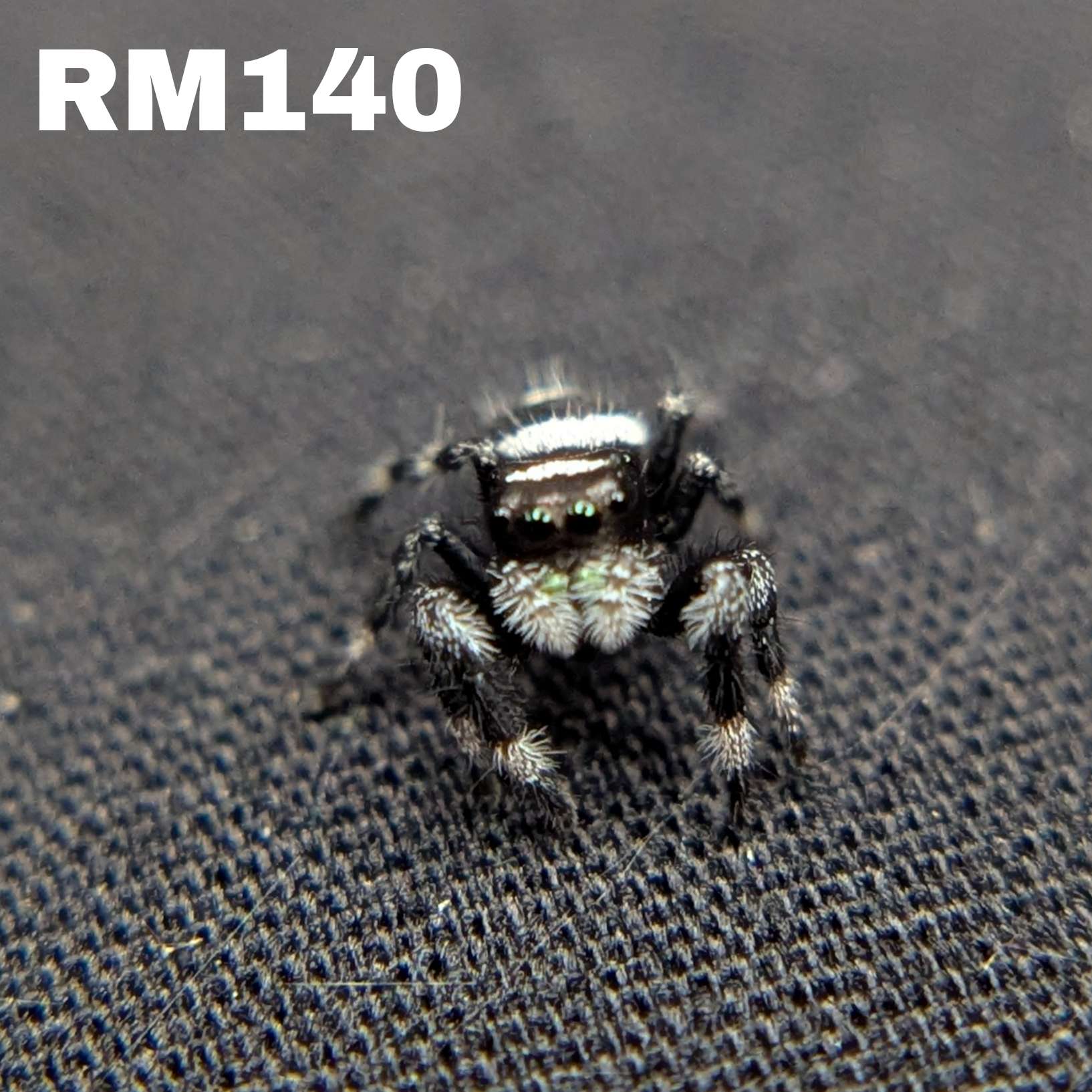 Regal Jumping Spider "Ninja"