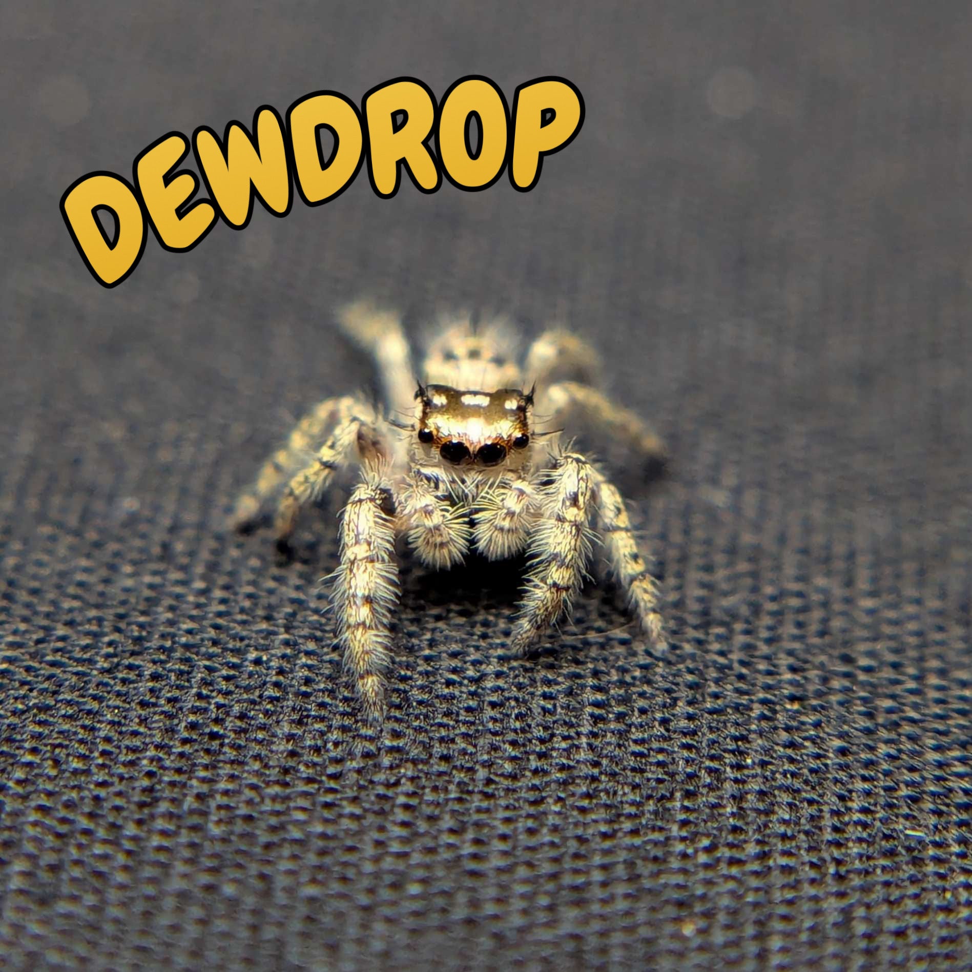 Female Otiosus Jumping Spider Dewdrop