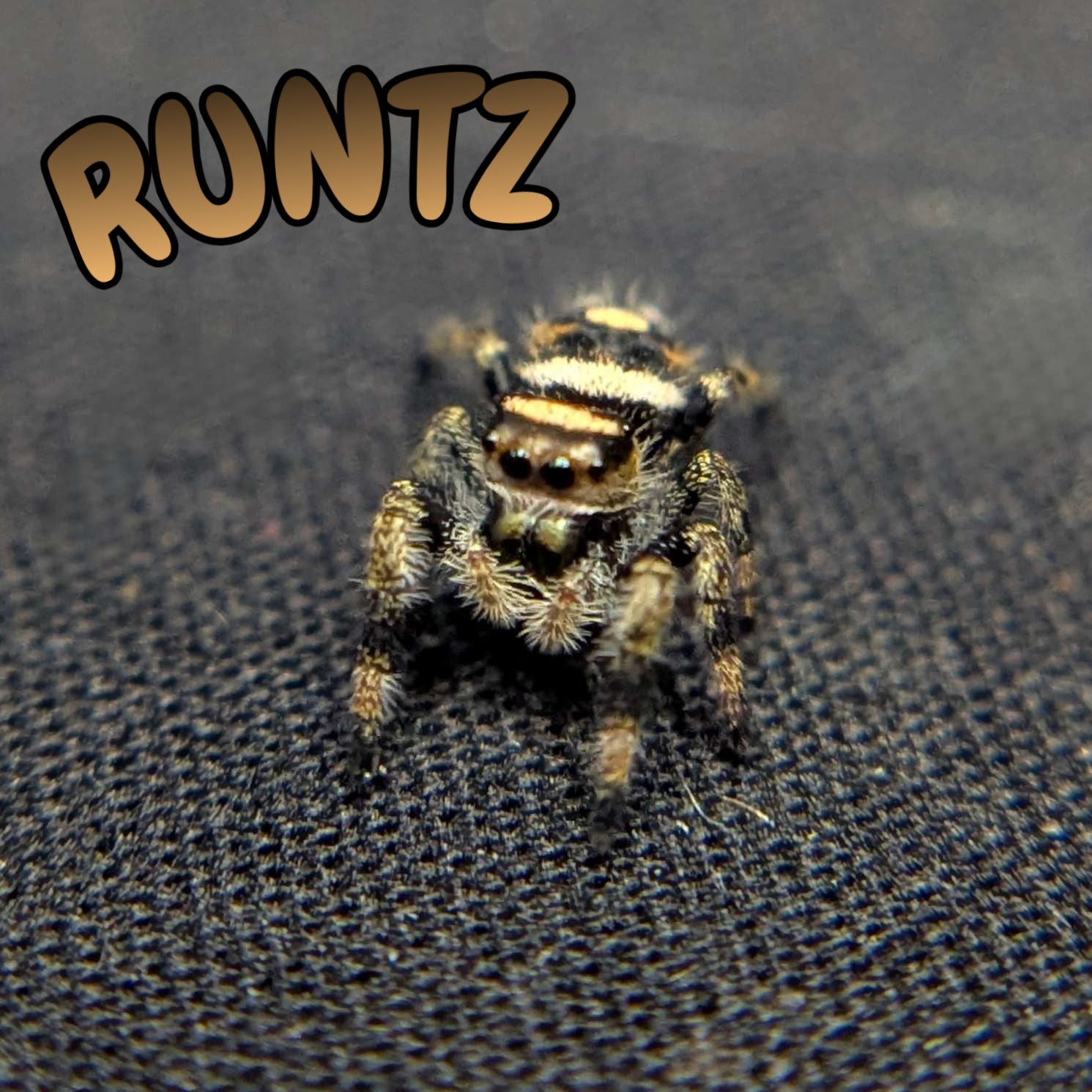 Regal Jumping Spider “Runtz”