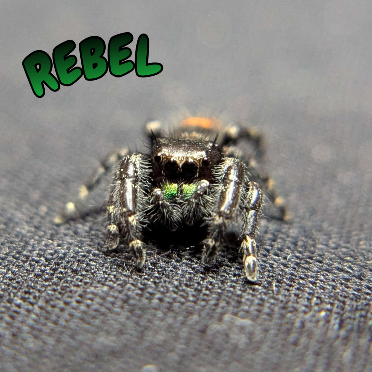 Audax Jumping Spider "Rebel"