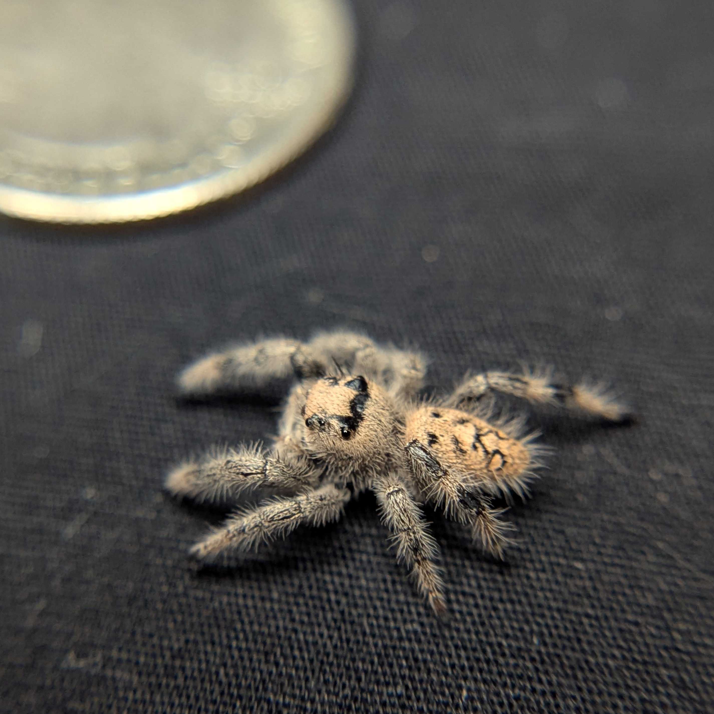 Regal Jumping Spider "Sandy"