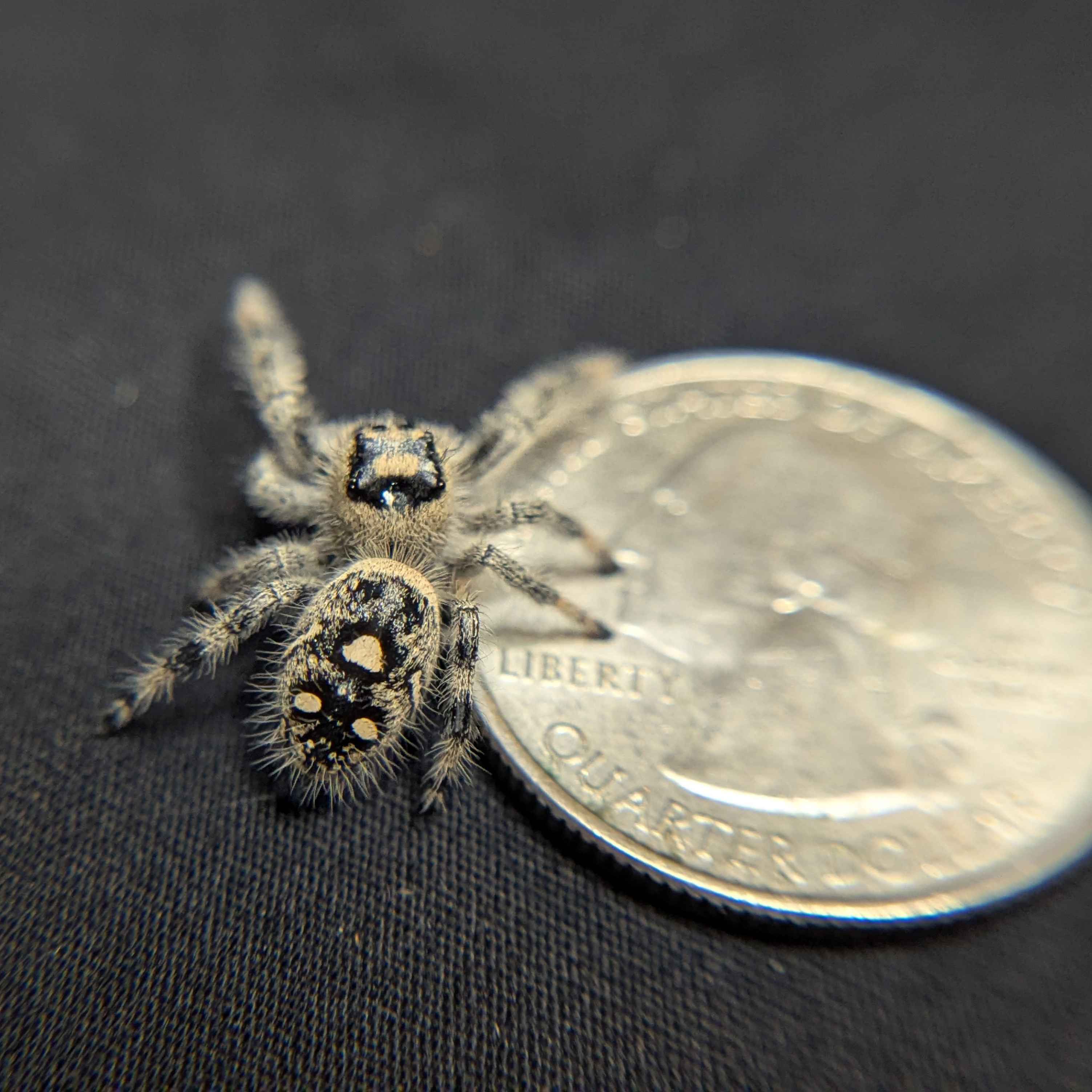 Regal Jumping Spider "Sunblush"