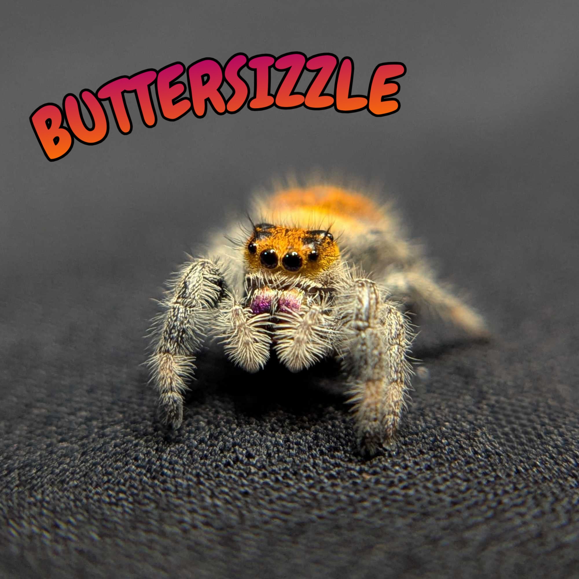 Regal Jumping Spider "Buttersizzle"