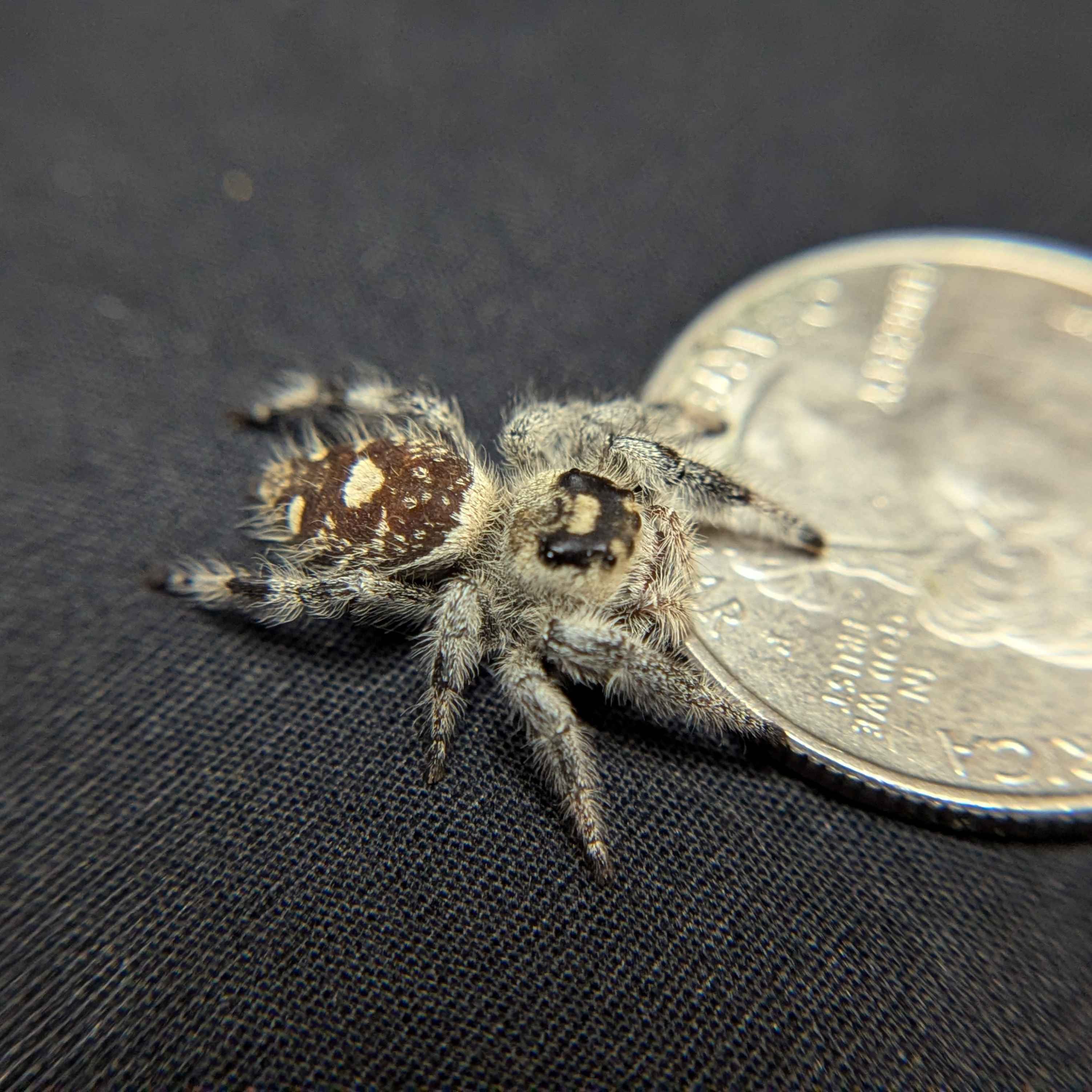 Regal Jumping Spider “Pebble”