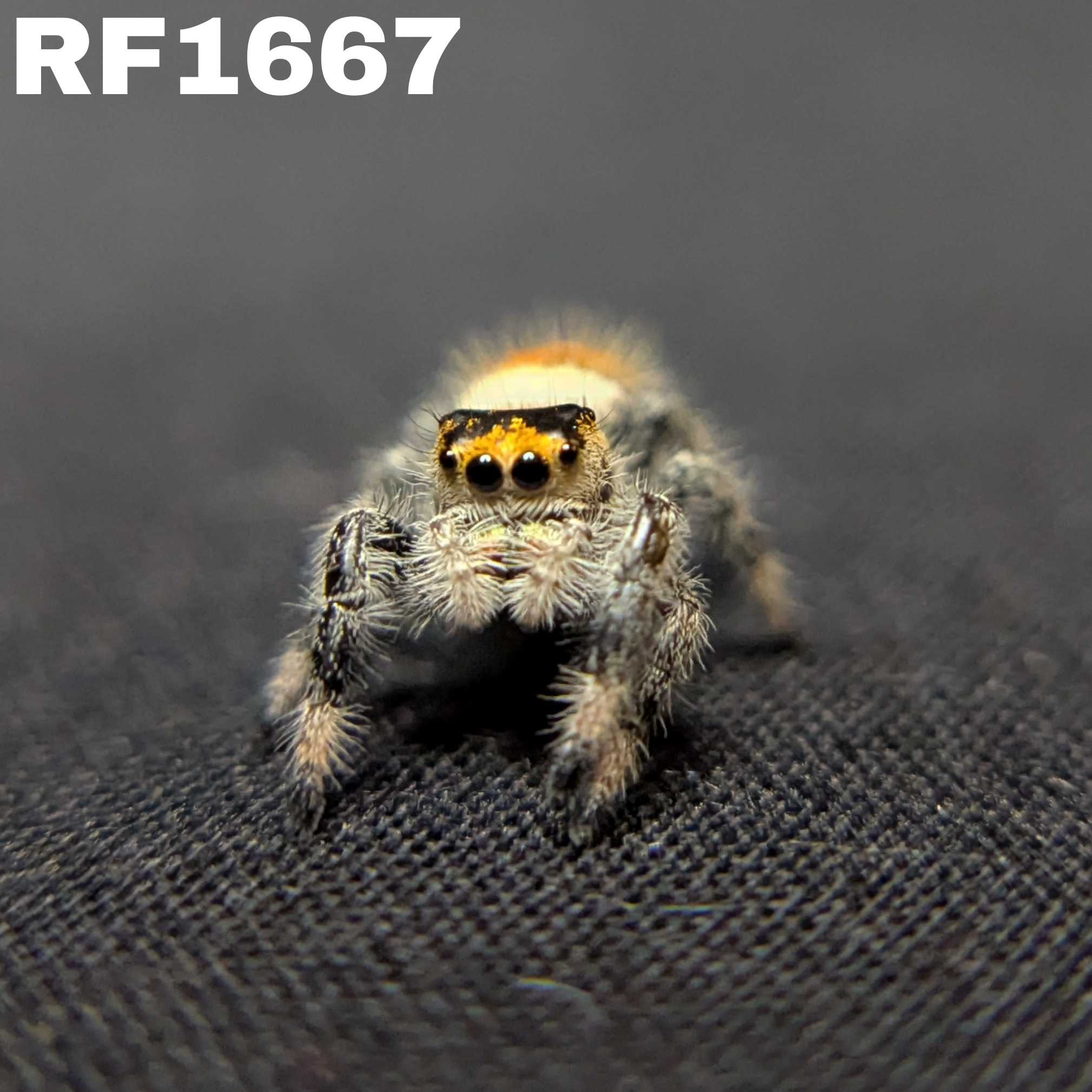 Regal Jumping Spider “Butterscotch”