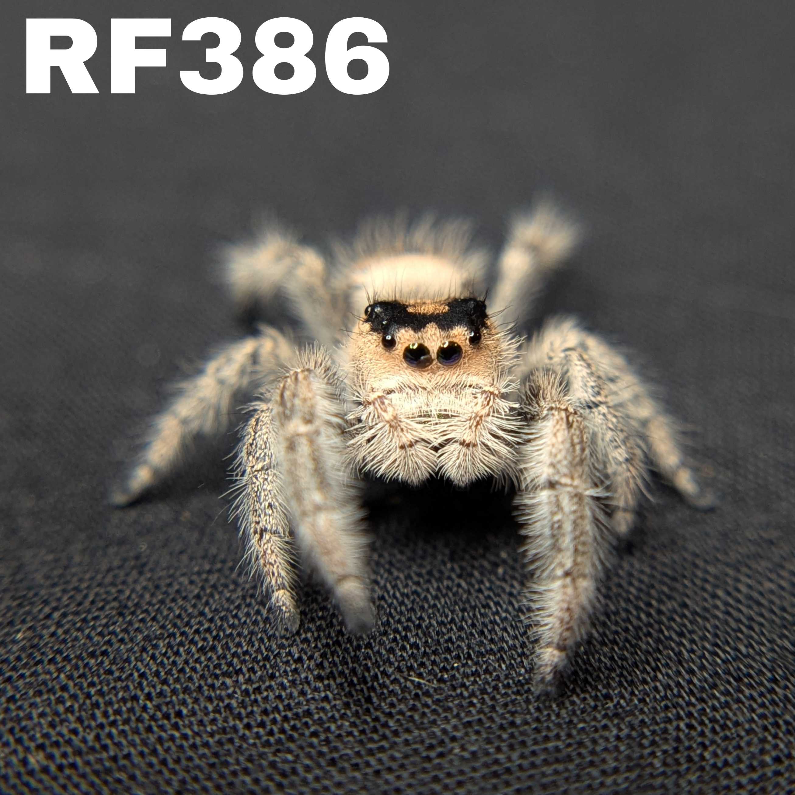 Regal Jumping Spider "Goldie"