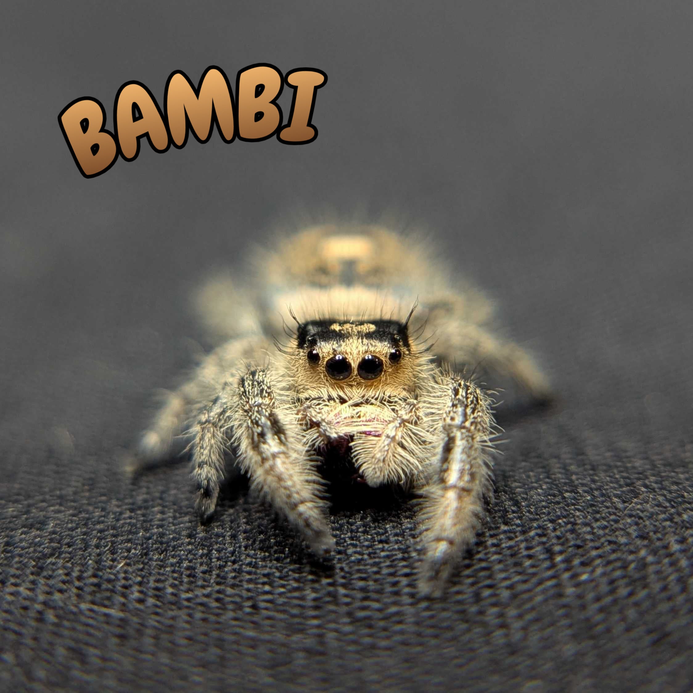 Regal Jumping Spider "Bambi"