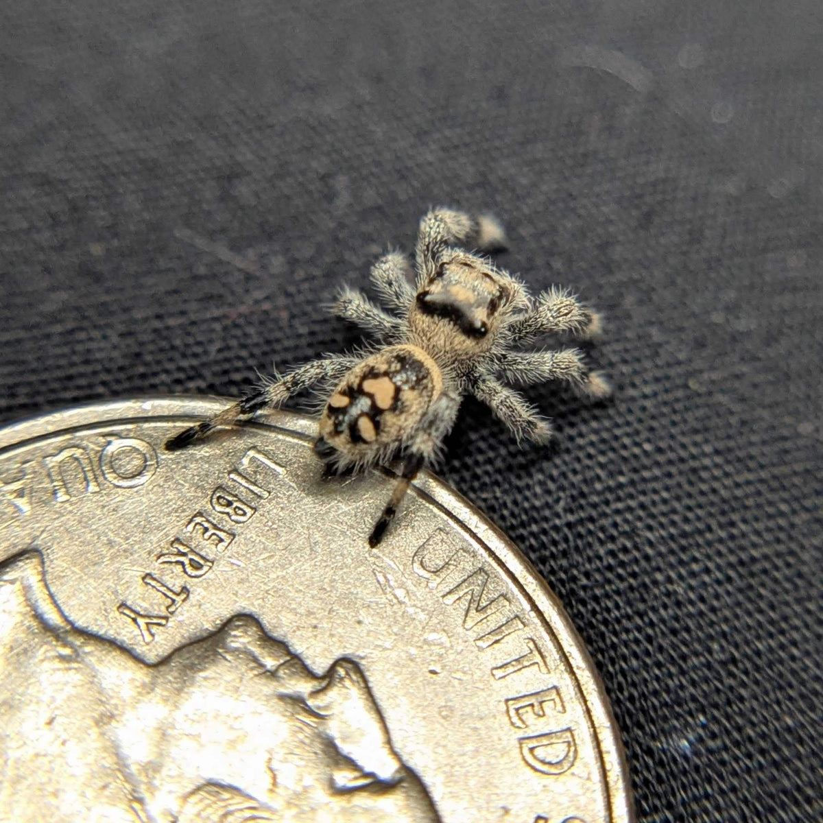 Regal Jumping Spider "Biscuit"