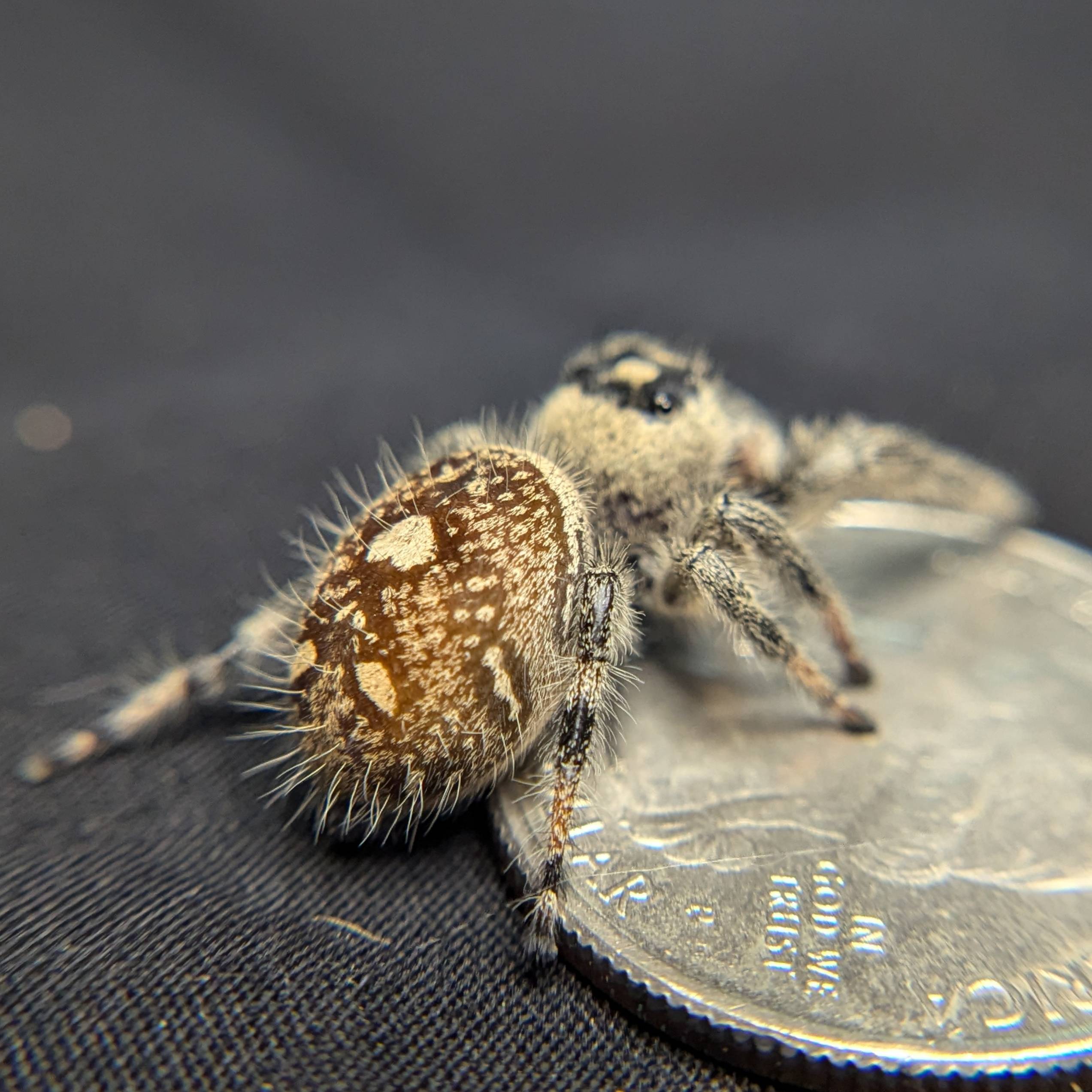 Regal Jumping Spider "Confetti"