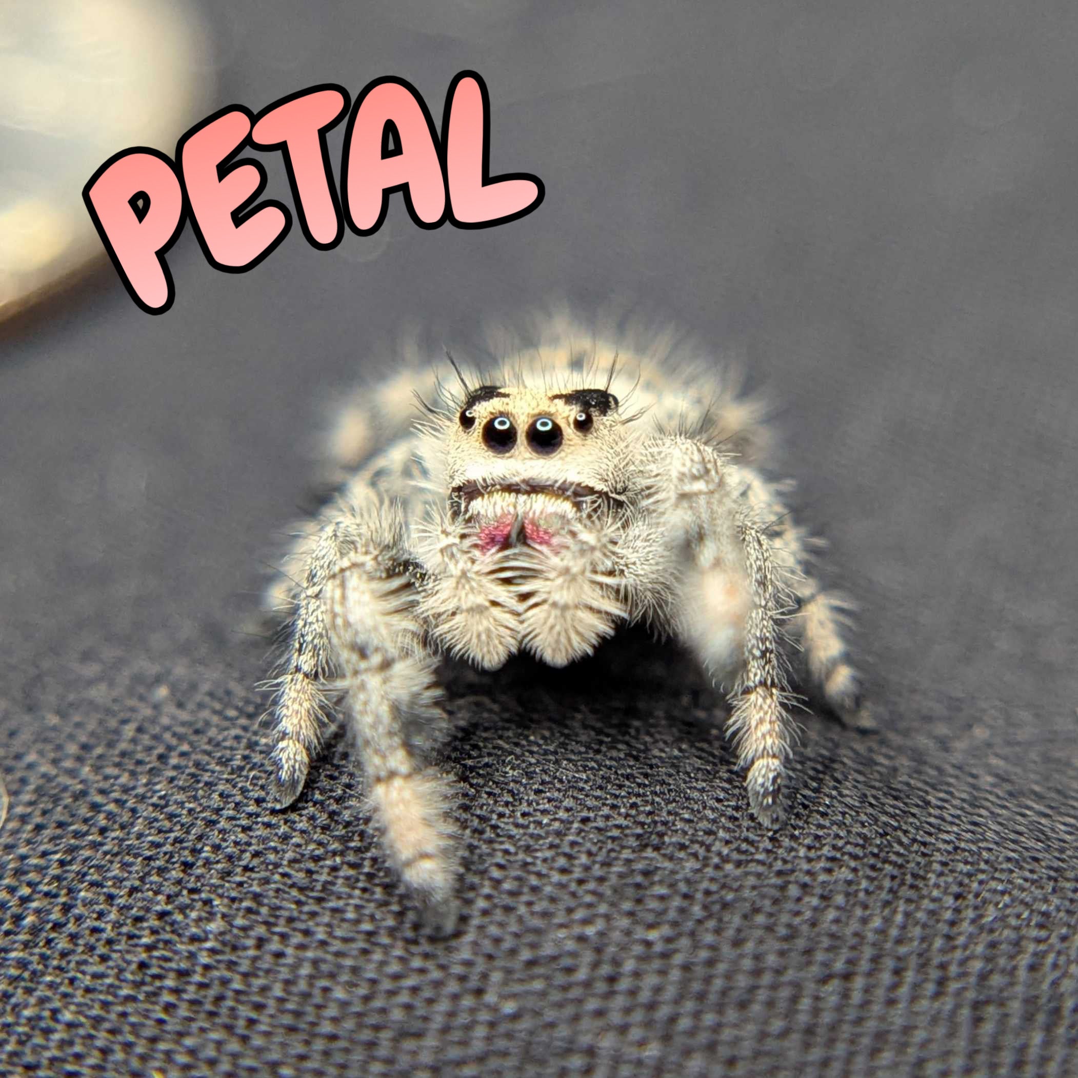 Regal Jumping Spider “Petal”