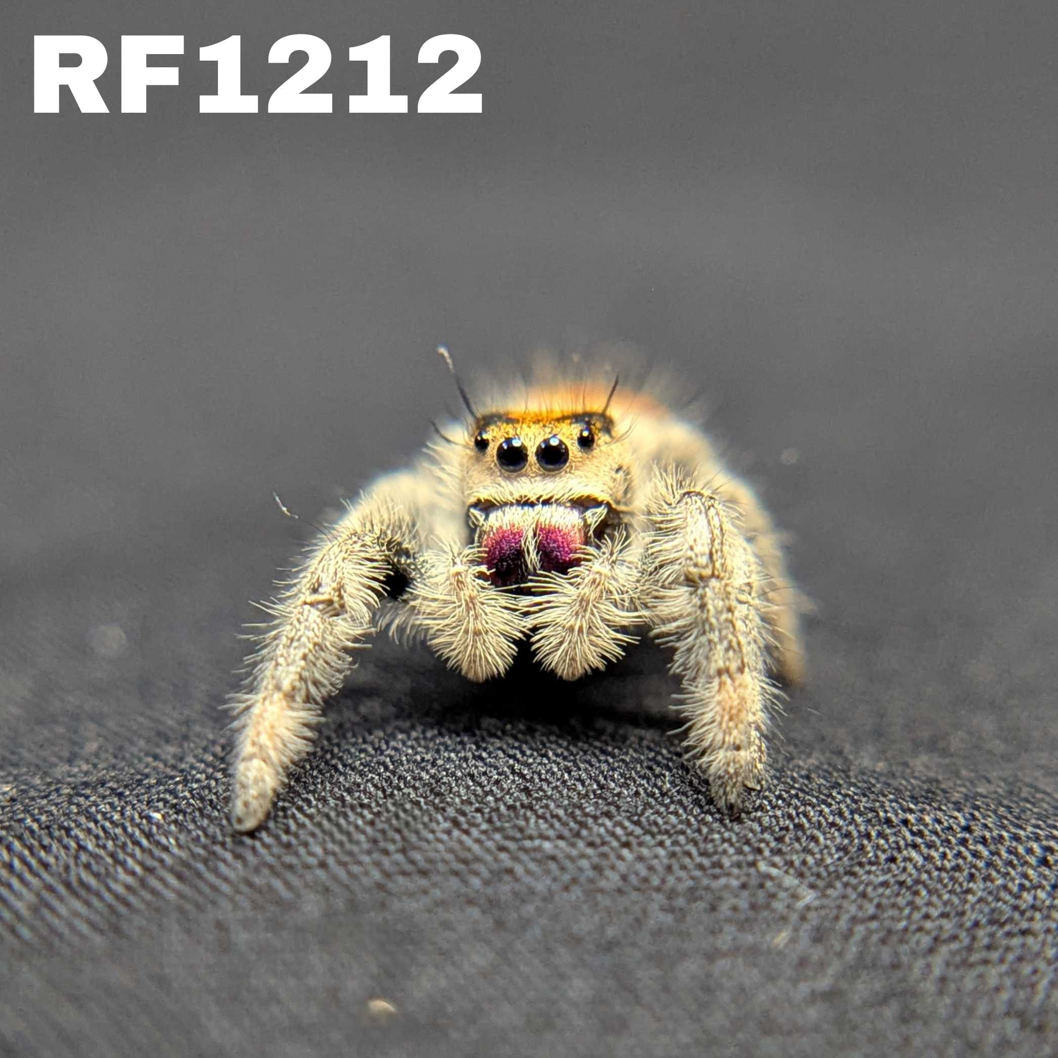 Regal Jumping Spider "Imogen"
