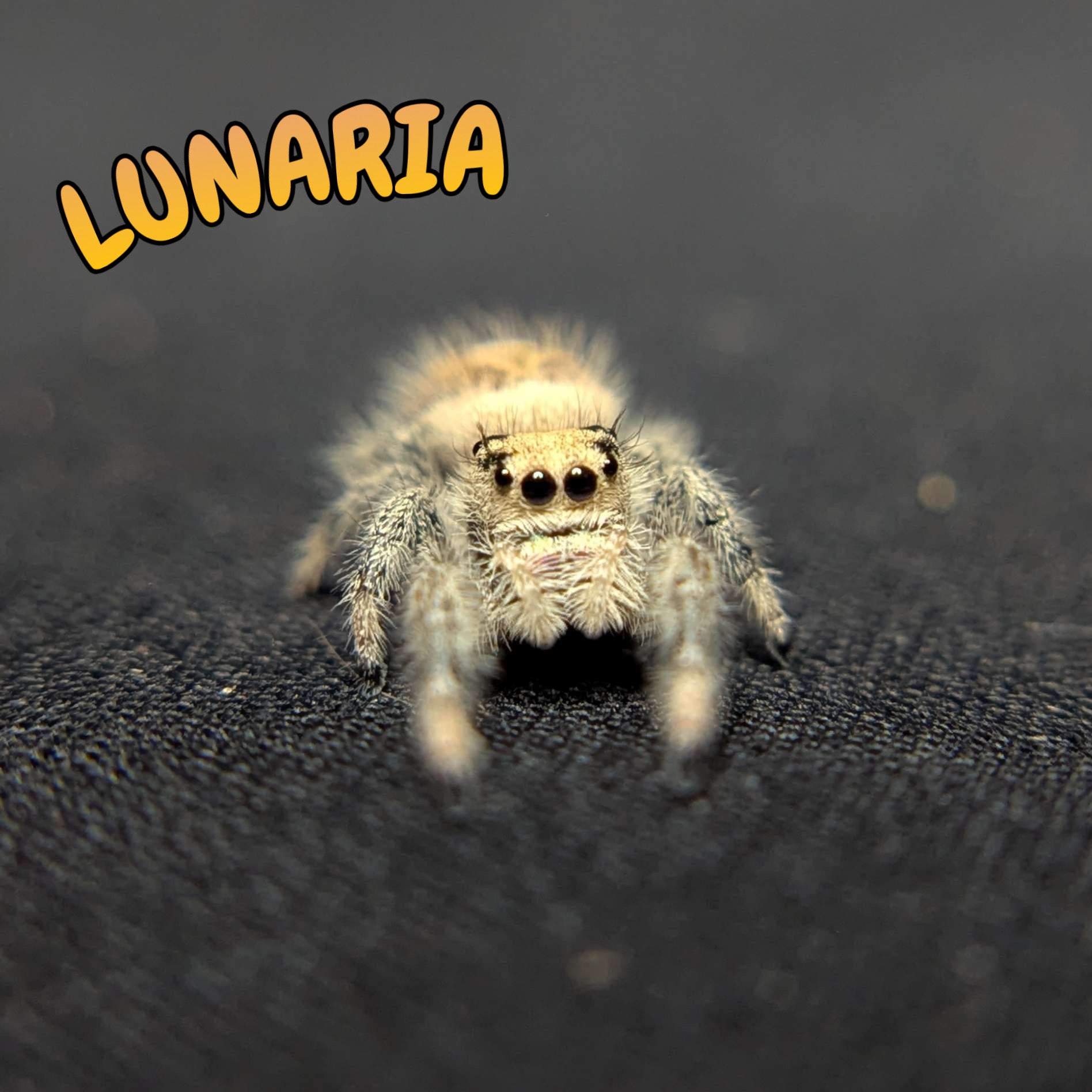Regal Jumping Spider "Lunaria"