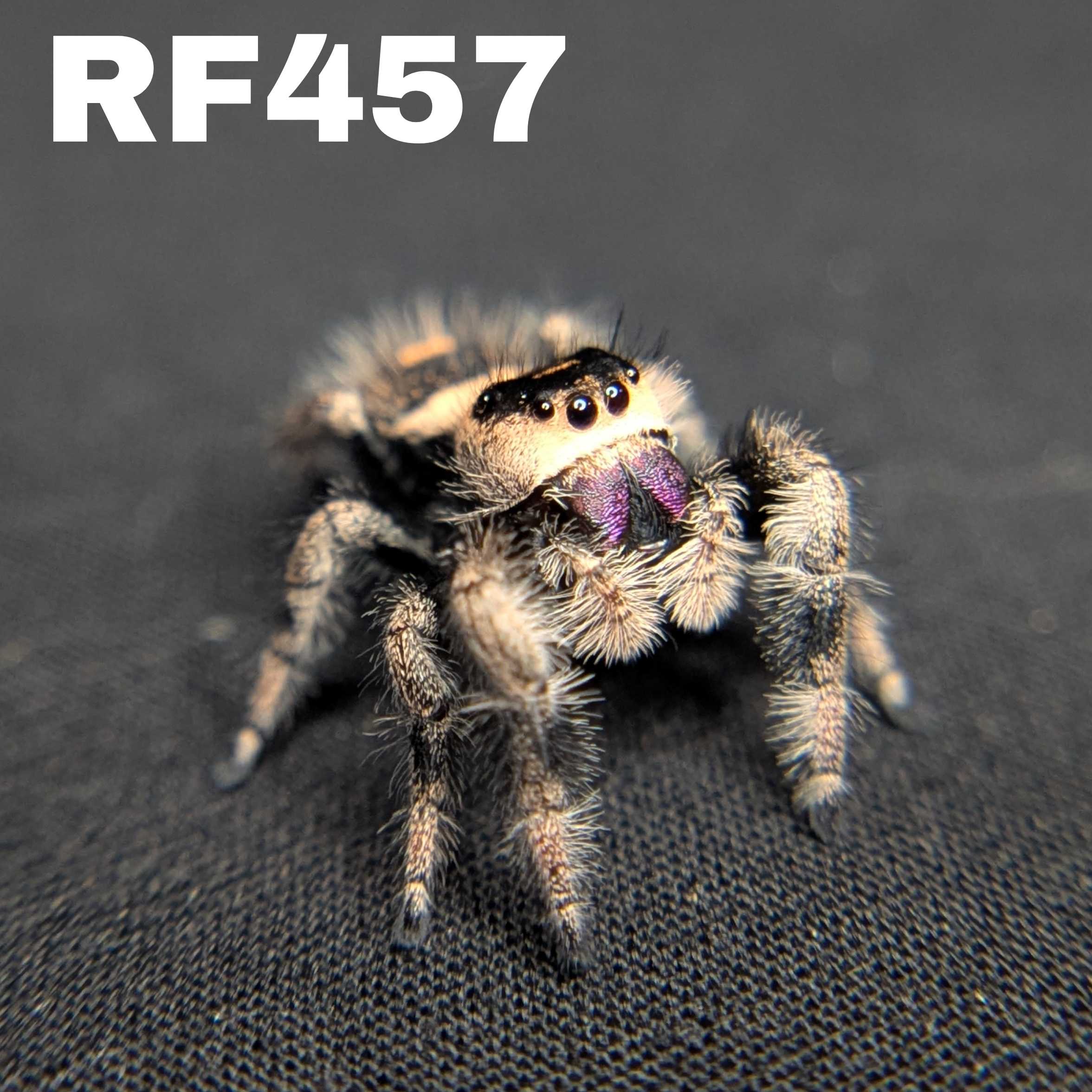 Regal Jumping Spider "Midnight"
