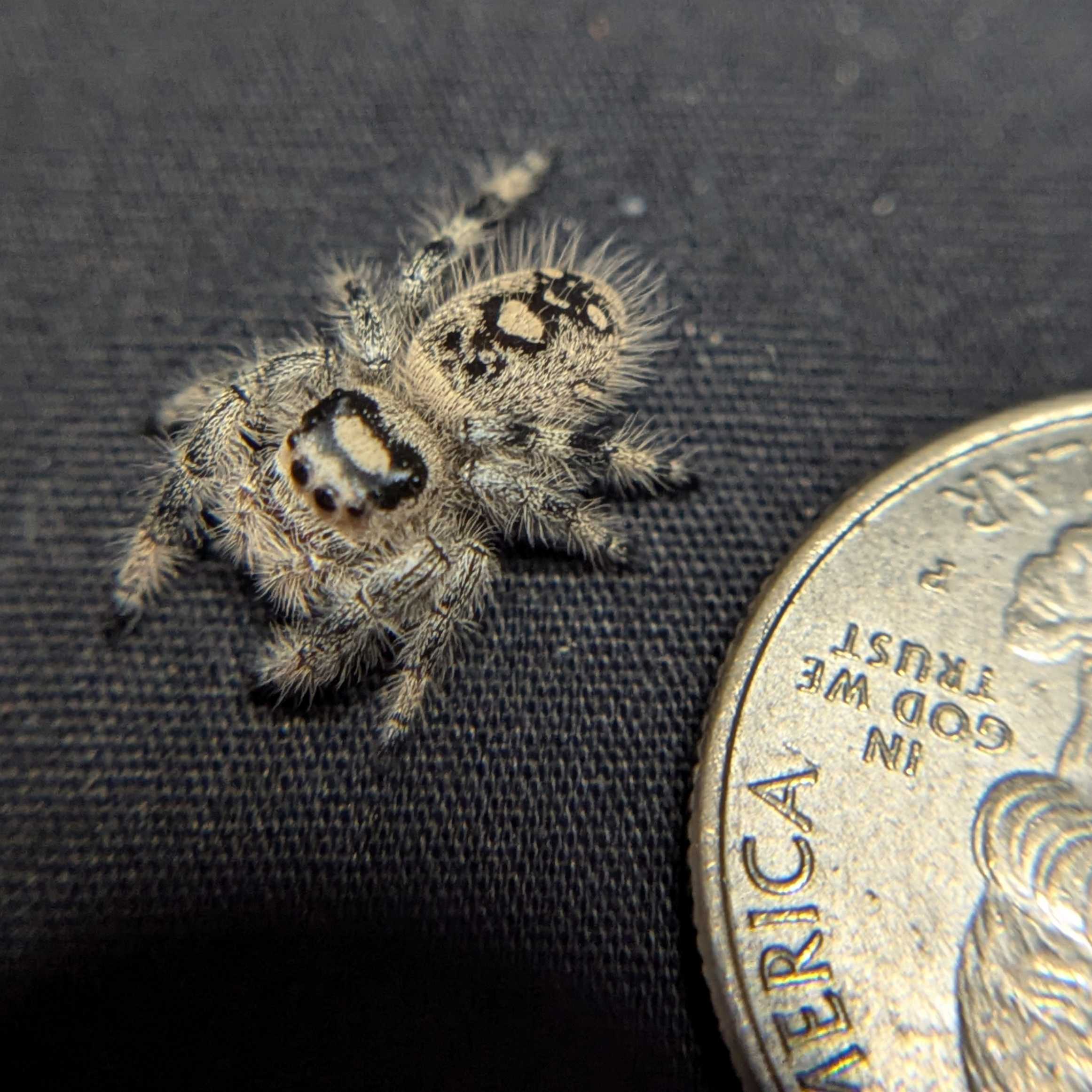 Regal Jumping Spider "Frostberry"