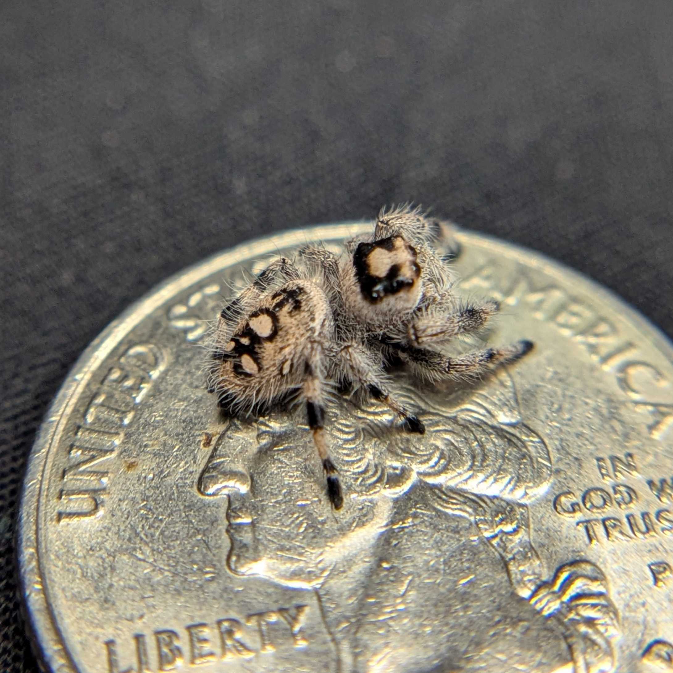 Regal Jumping Spider "Stuffing"