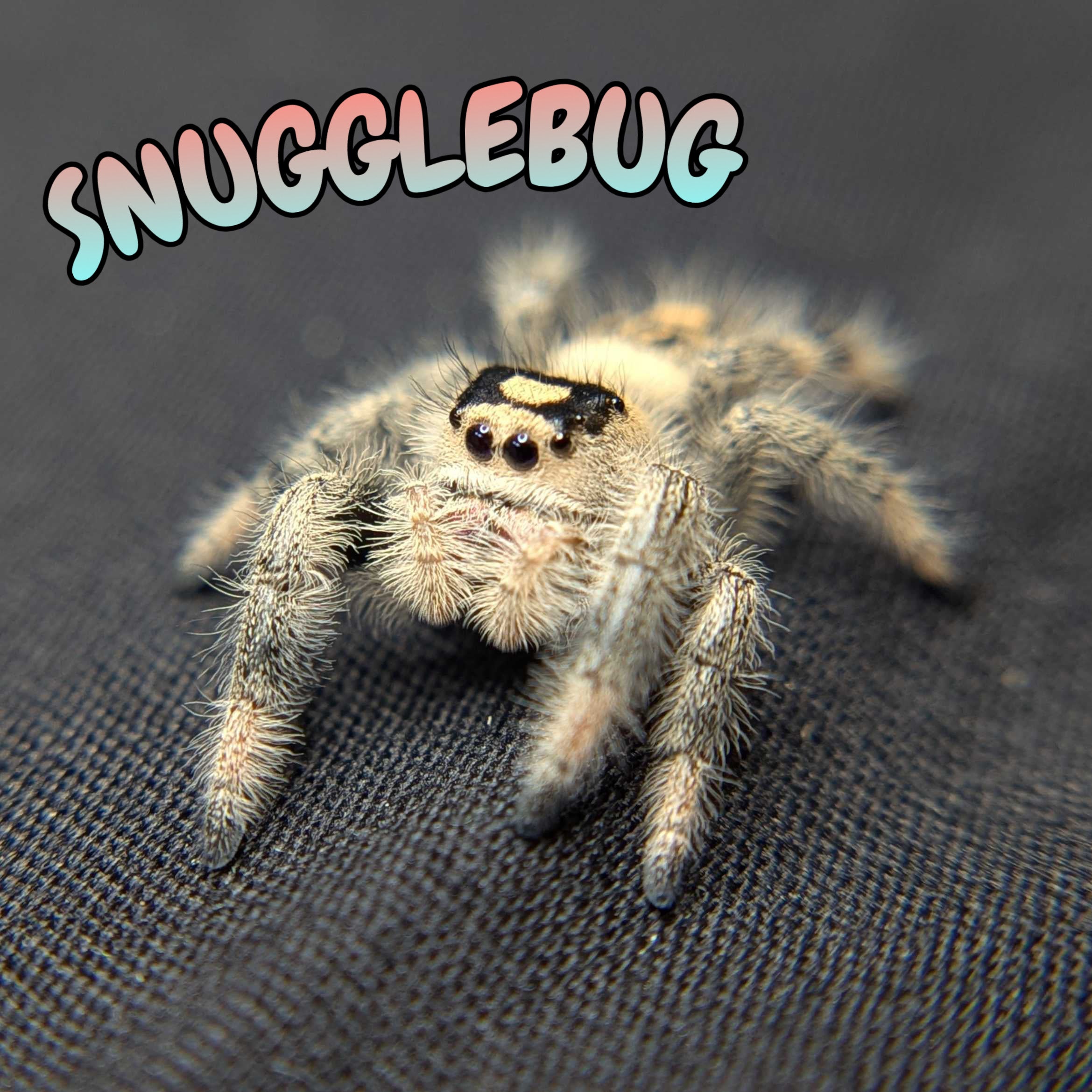 Regal Jumping Spider "Snugglebug"