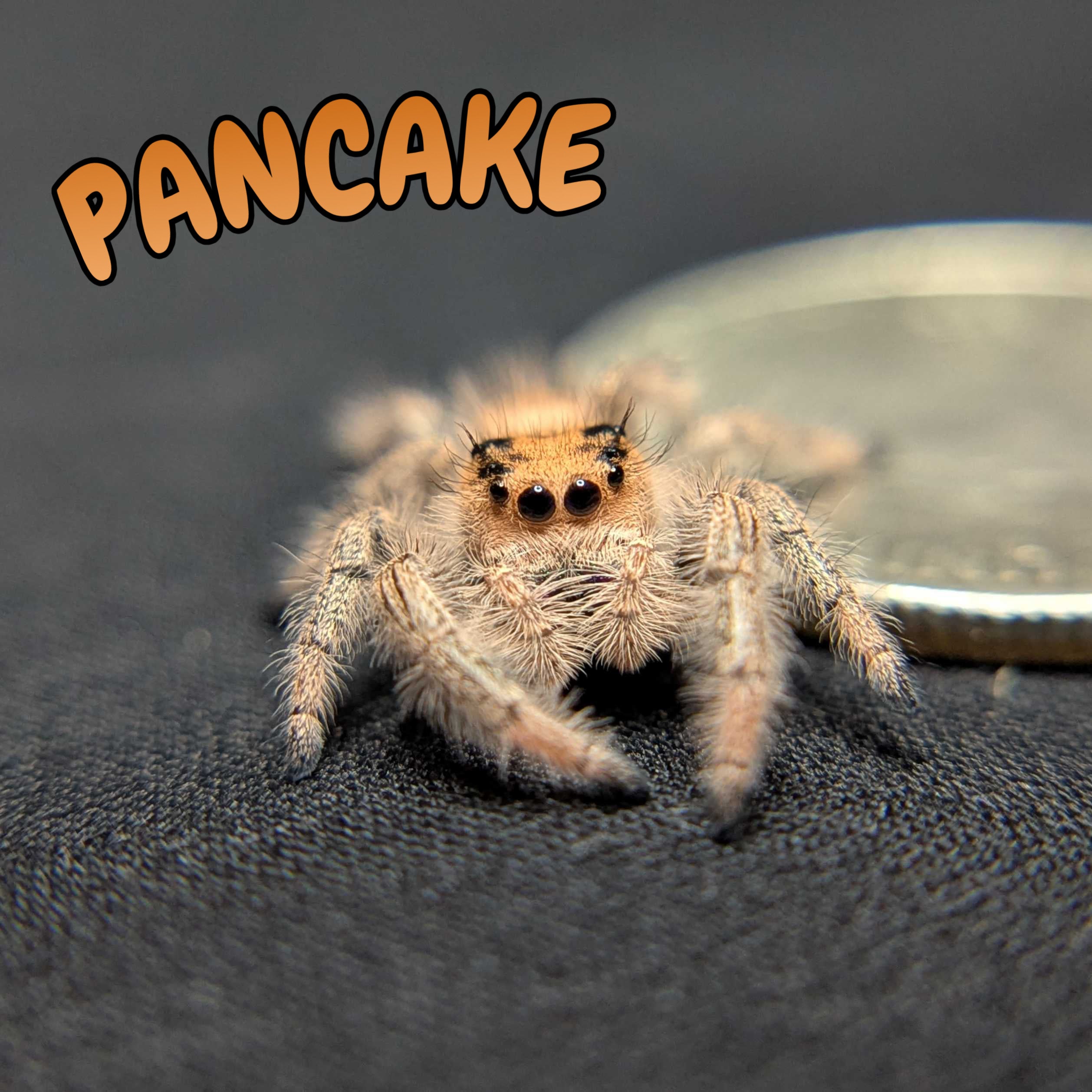 Regal Jumping Spider "Pancake"