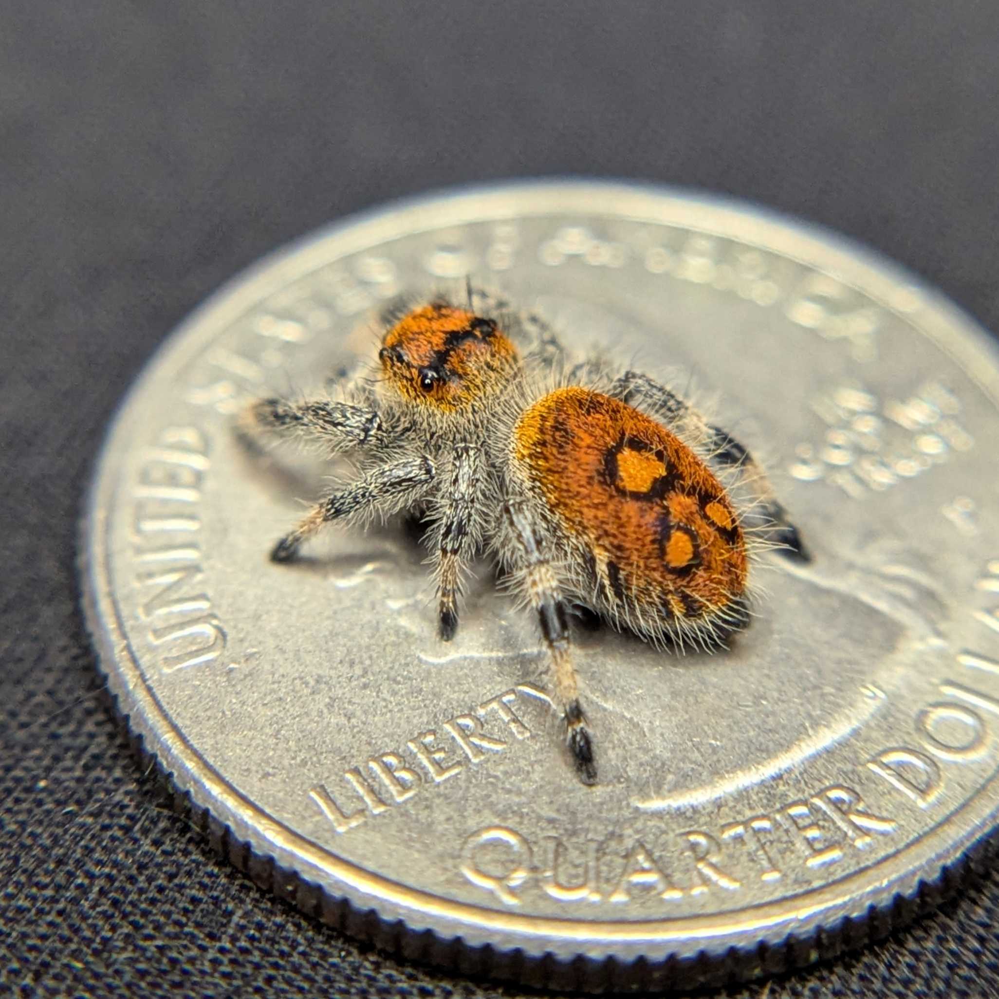 Regal Jumping Spider "Blaze"