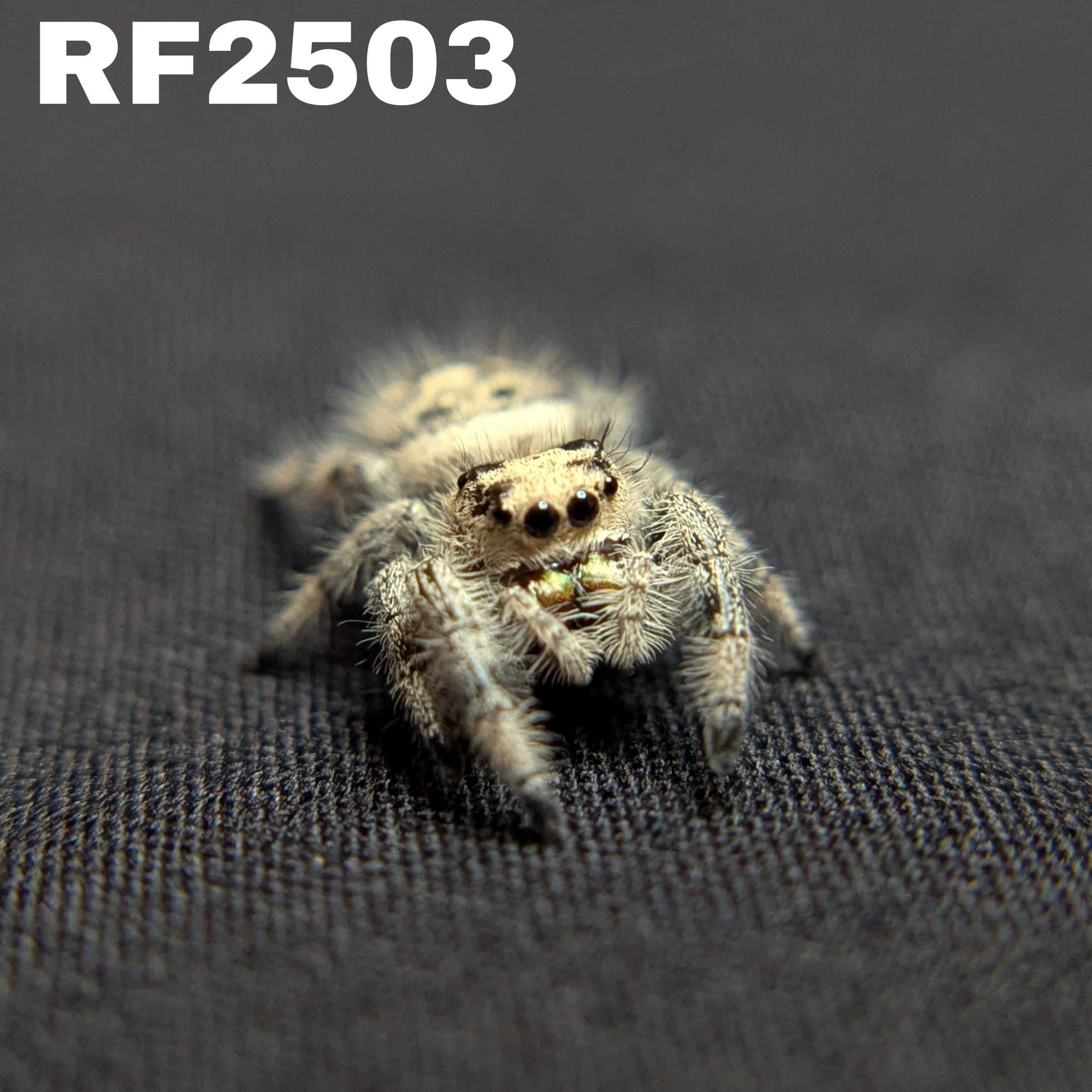 Regal Jumping Spider "Artemis"