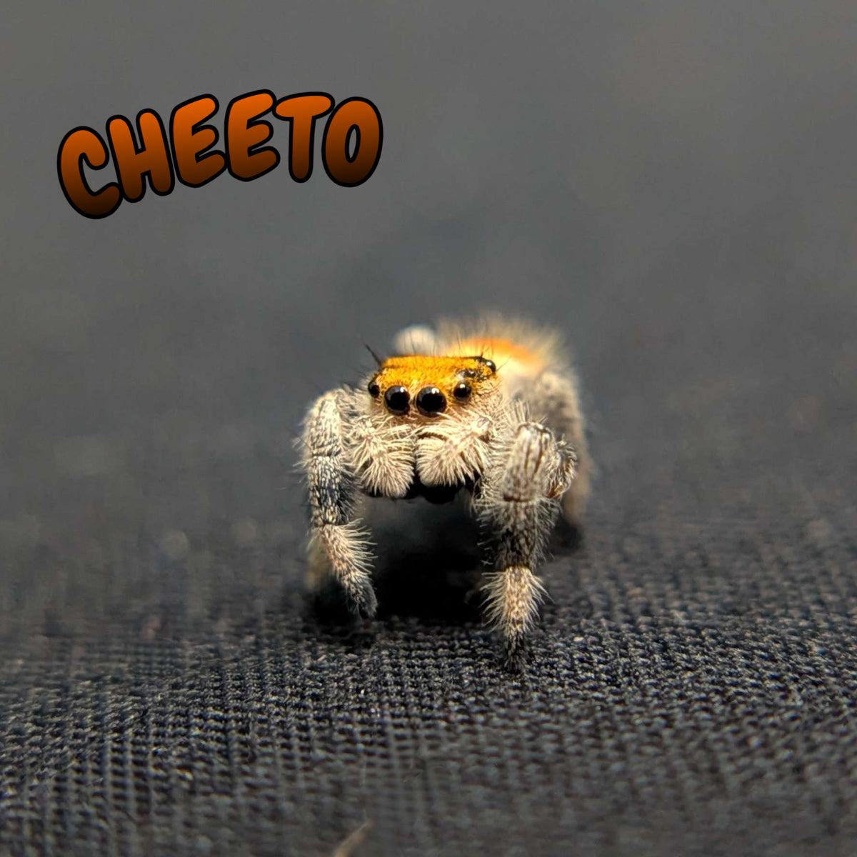 Regal Jumping Spider "Cheeto"