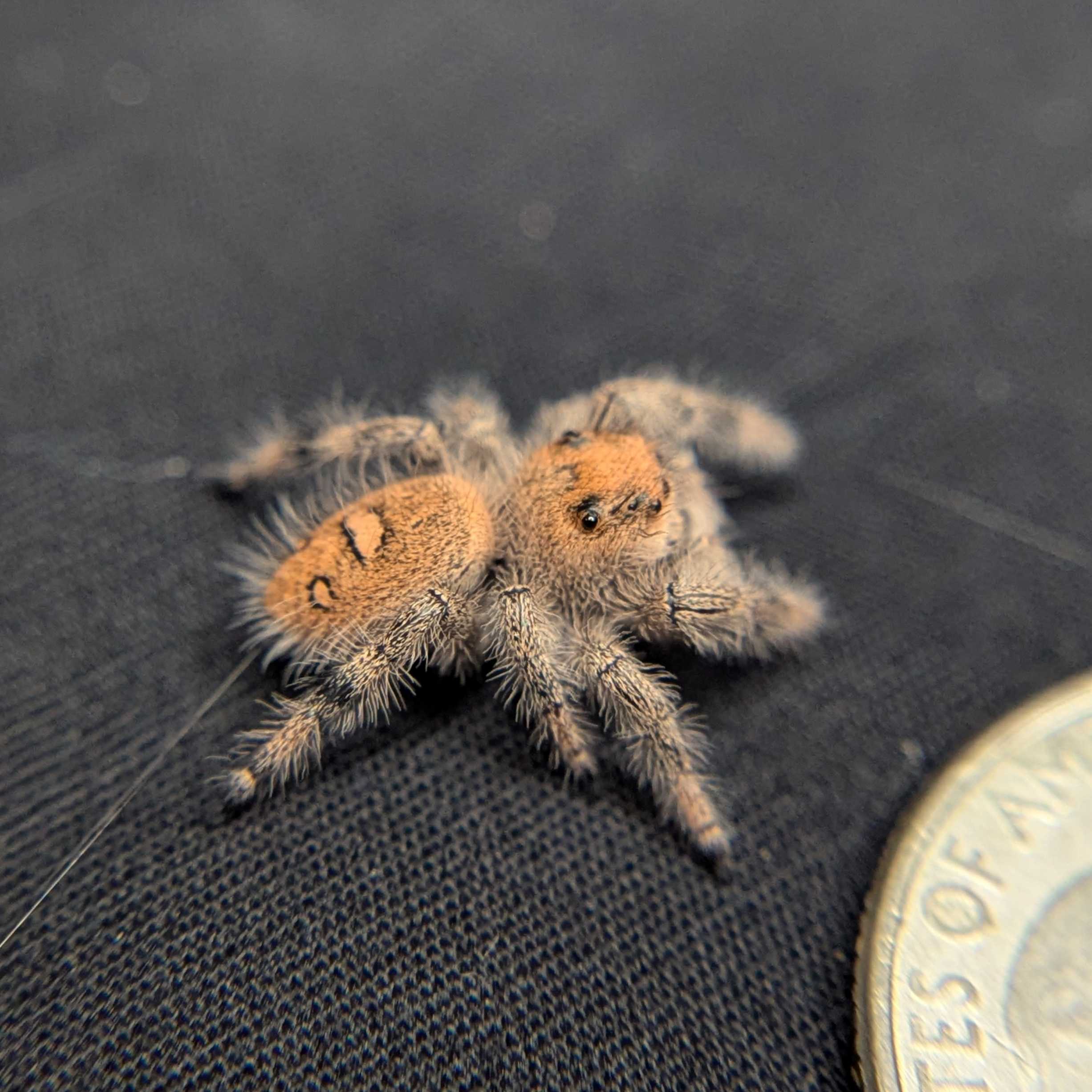 Regal Jumping Spider "Hippy"
