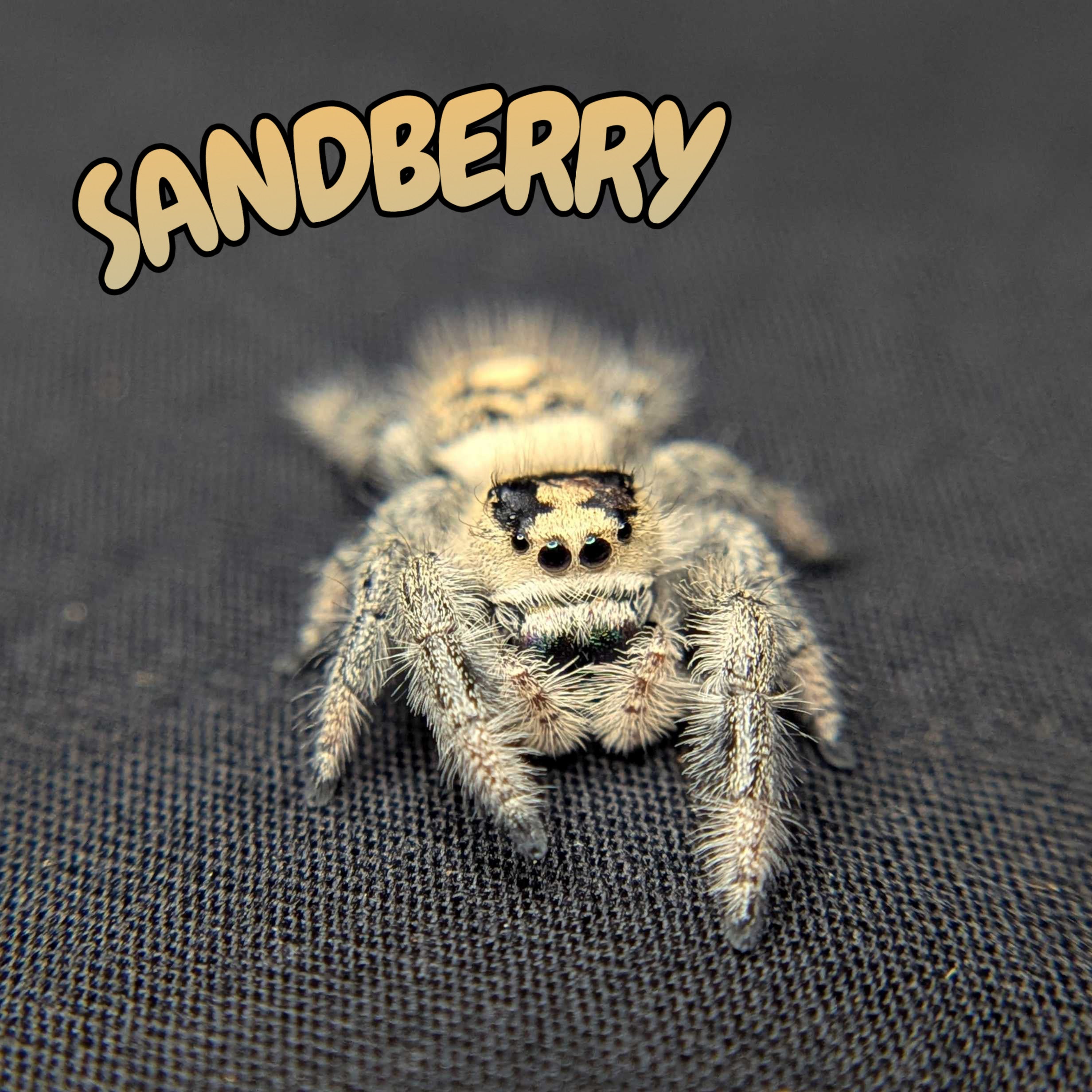 Regal Jumping Spider "Sandberry"