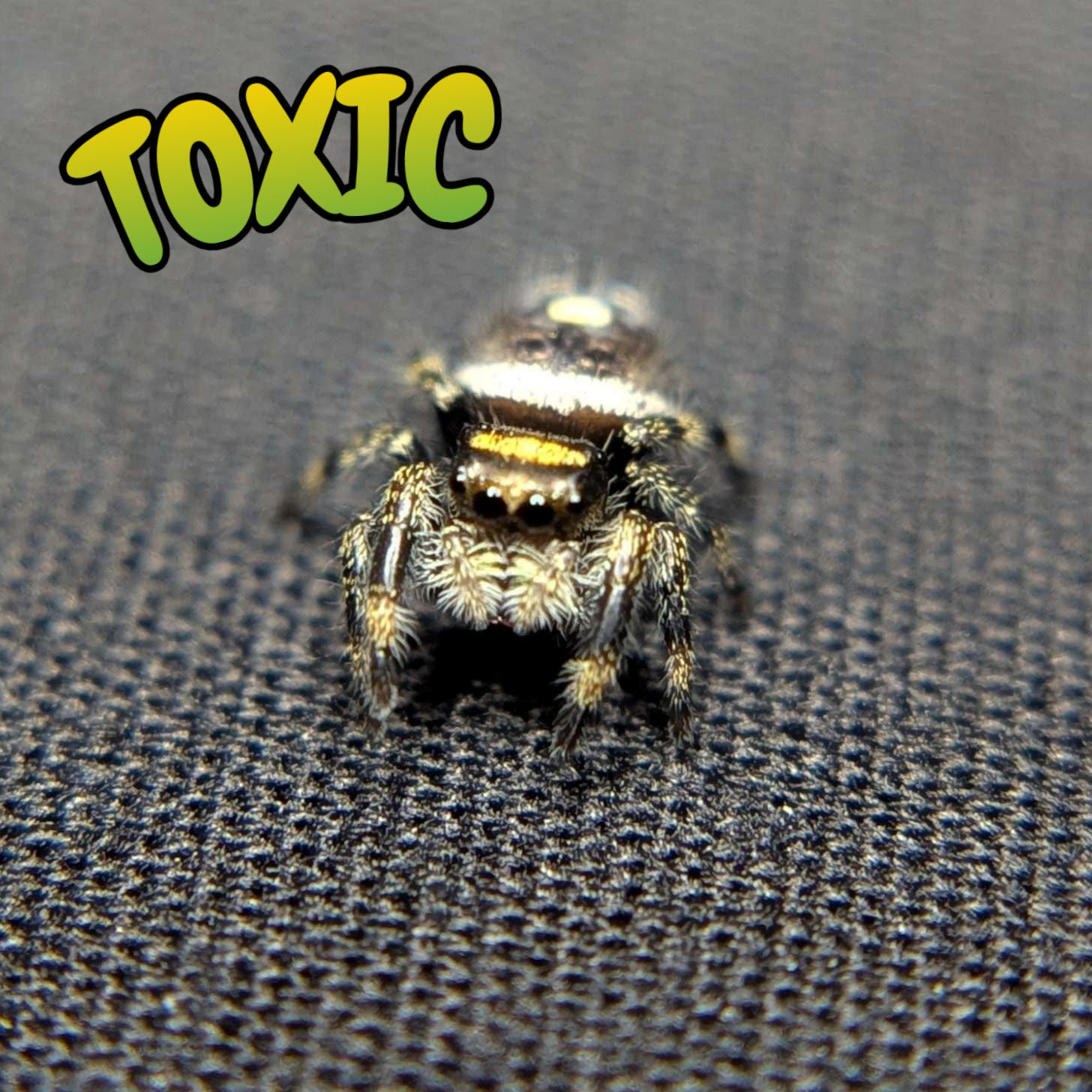Regal Jumping Spider "Toxic"
