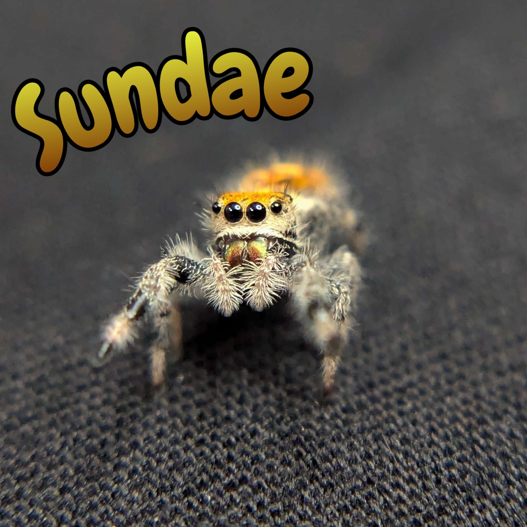 Female Regal Jumping Spider "Sundae"