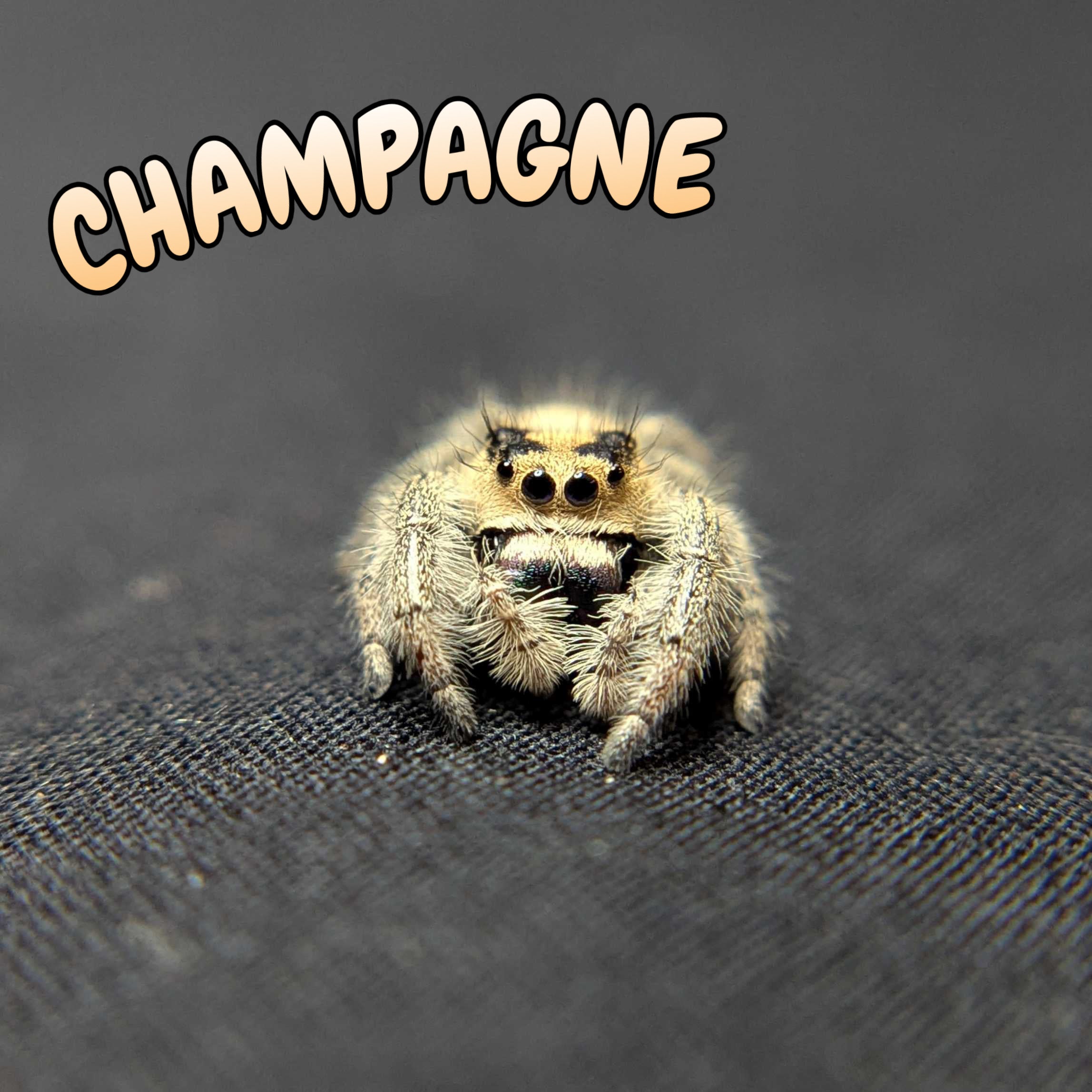 Regal Jumping Spider "Champagne"