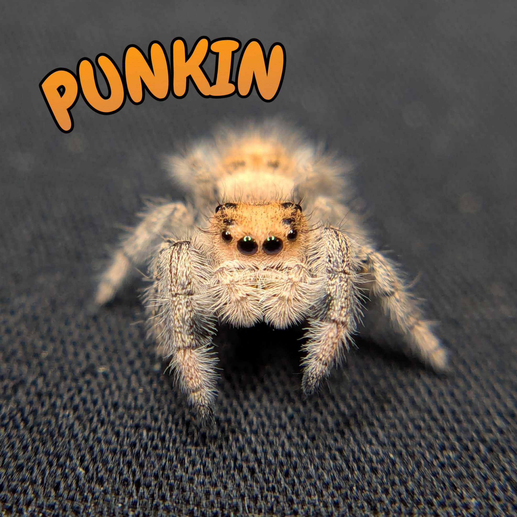 Regal Jumping Spider "Punkin"