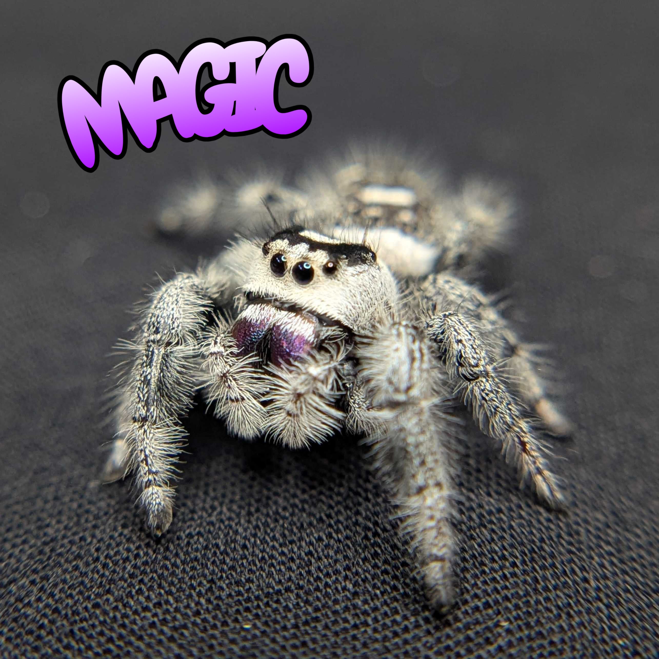 Regal Jumping Spider "Magic"