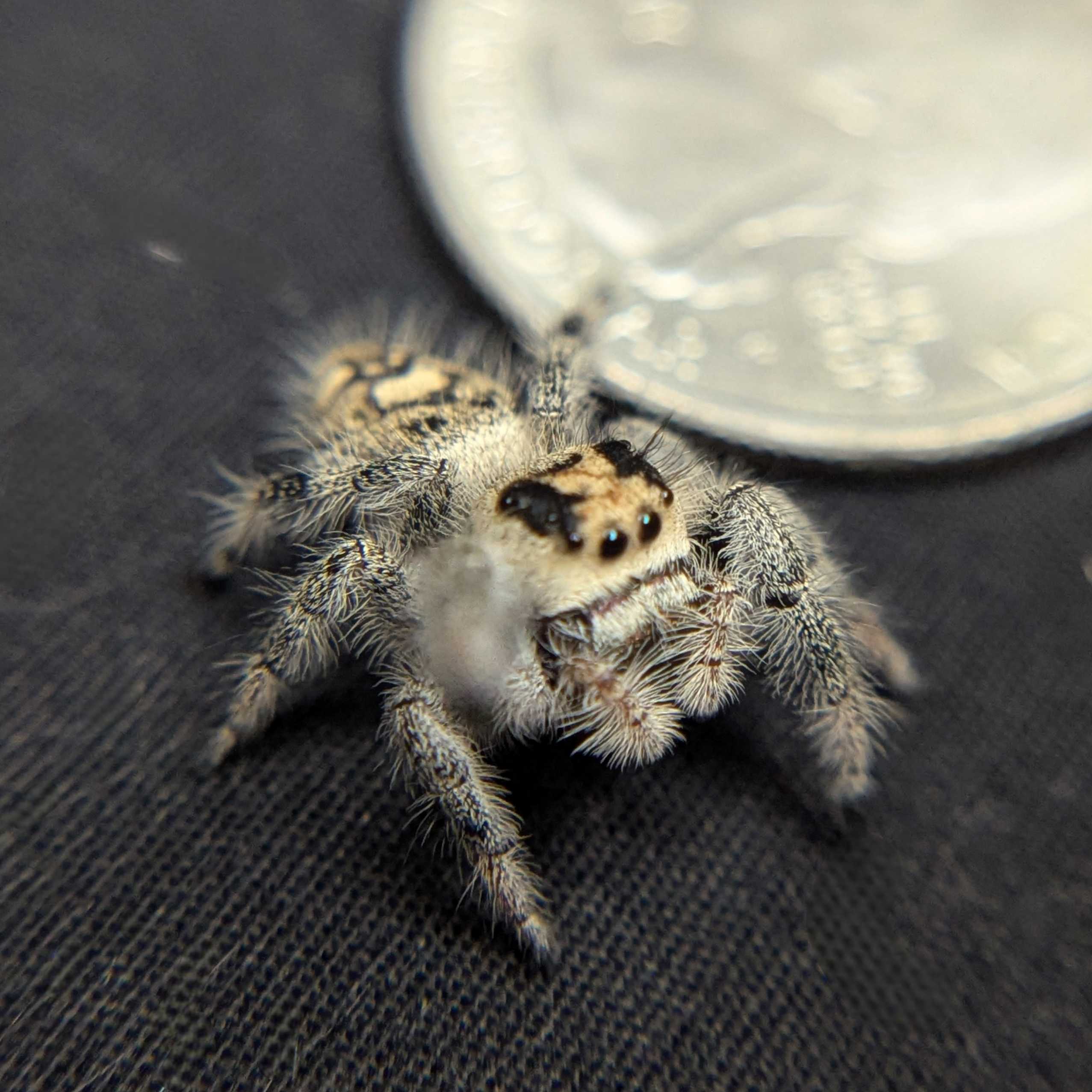 Regal Jumping Spider "Spirit"