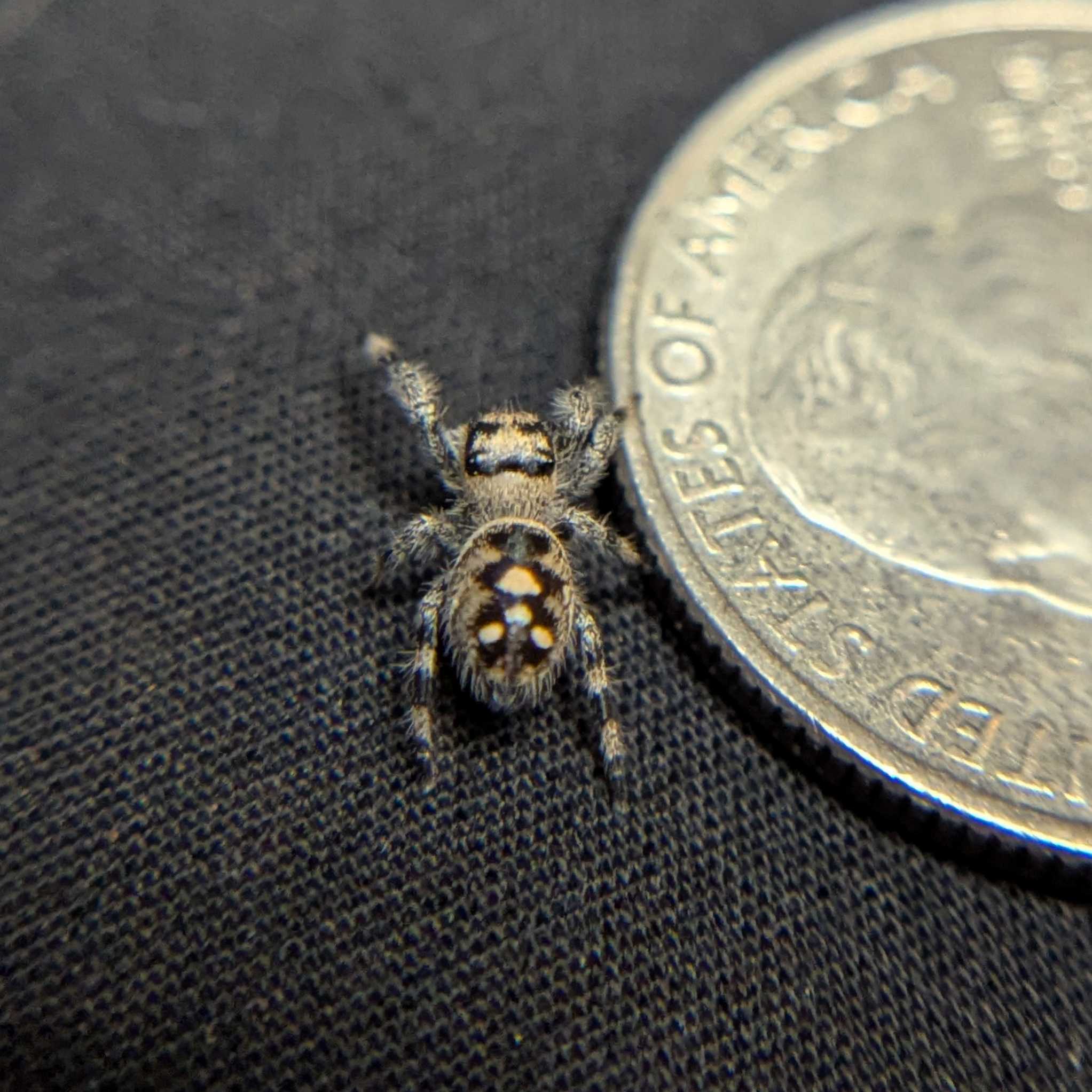 Regal Jumping Spider “Cupcake”