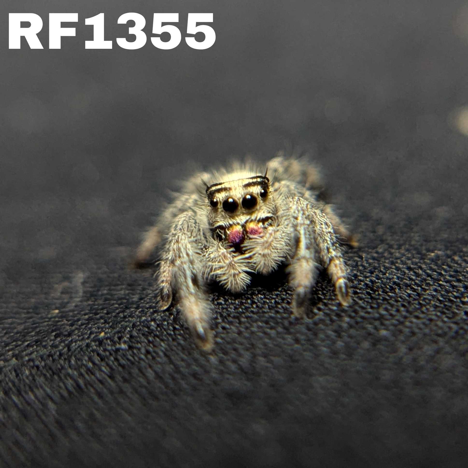 Regal Jumping Spider "Pink Lemonade"
