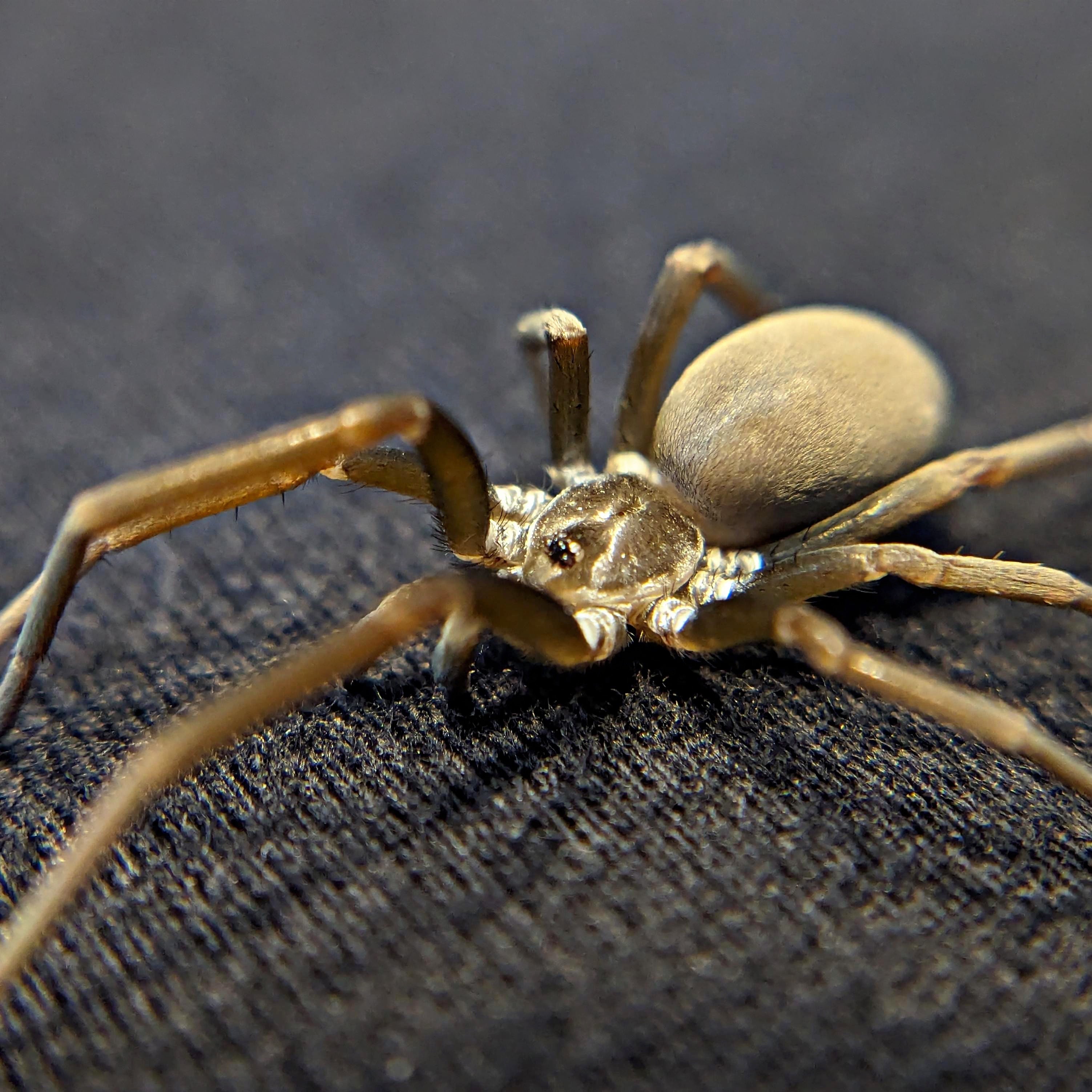 Crevice Spider (Kukulcania hibernalis)