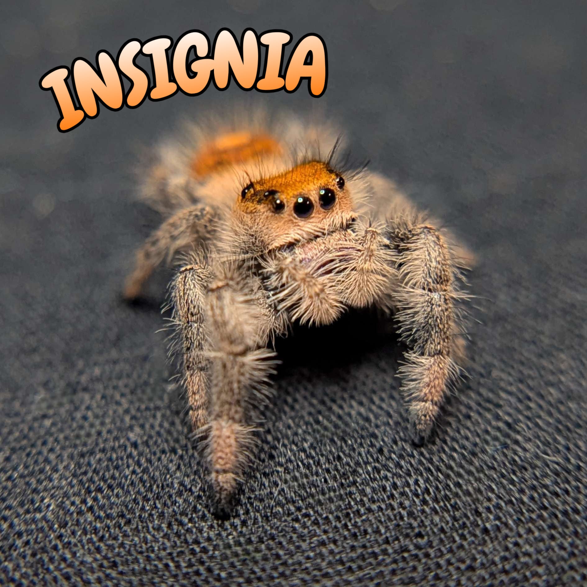 Regal Jumping Spider "Insignia"