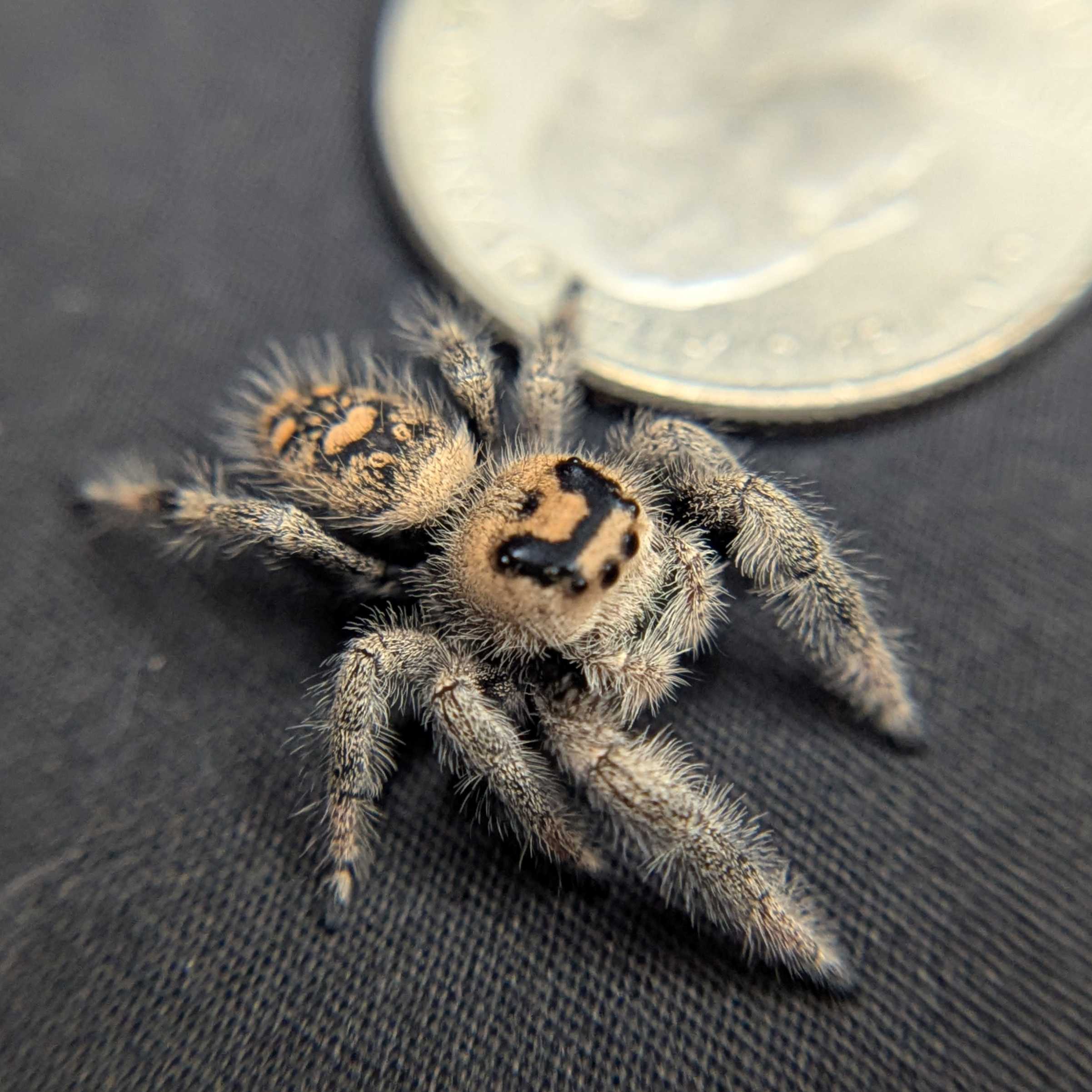 Regal Jumping Spider "Keylime"