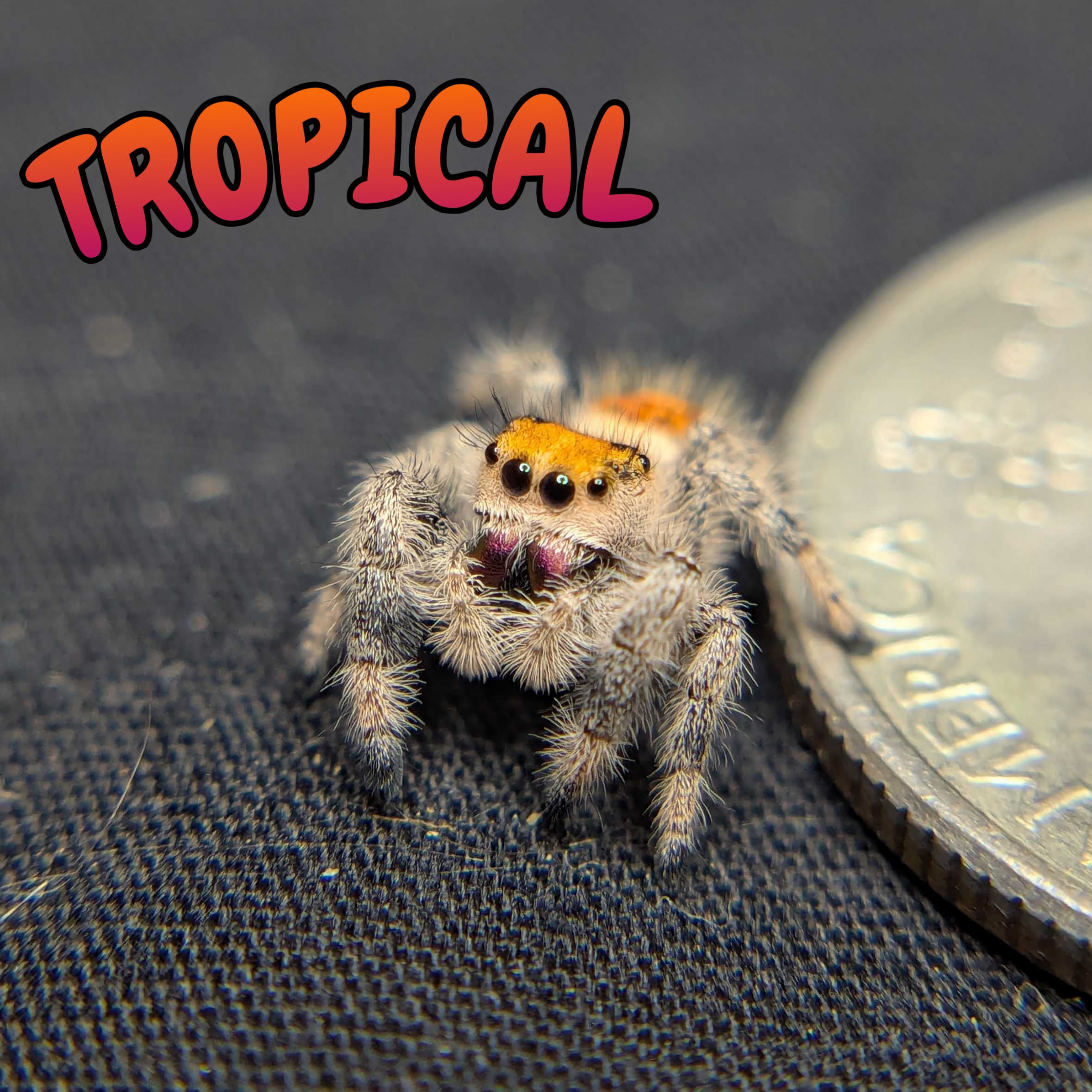 Regal Jumping Spider "Tropical"