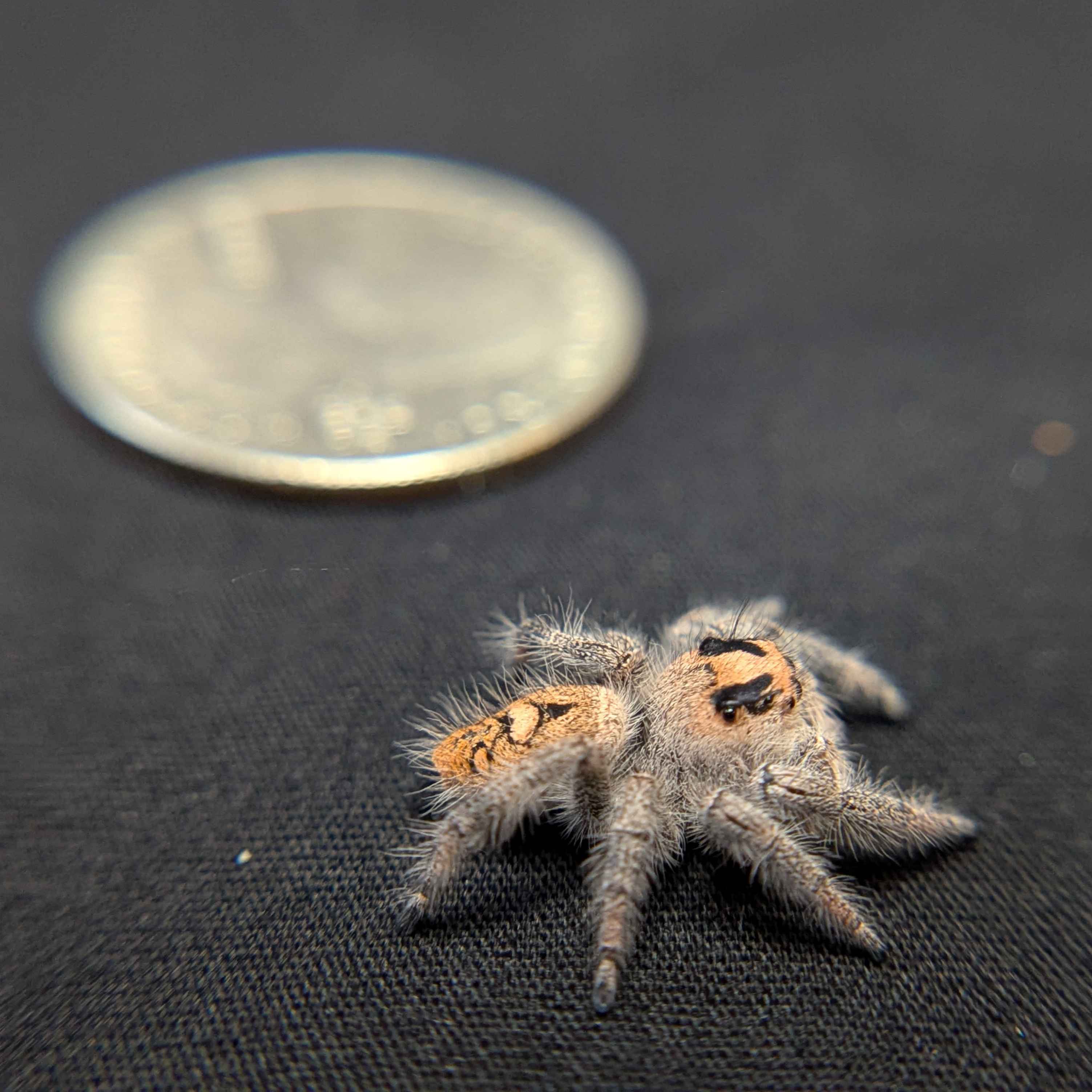 Regal Jumping Spider "Grace"