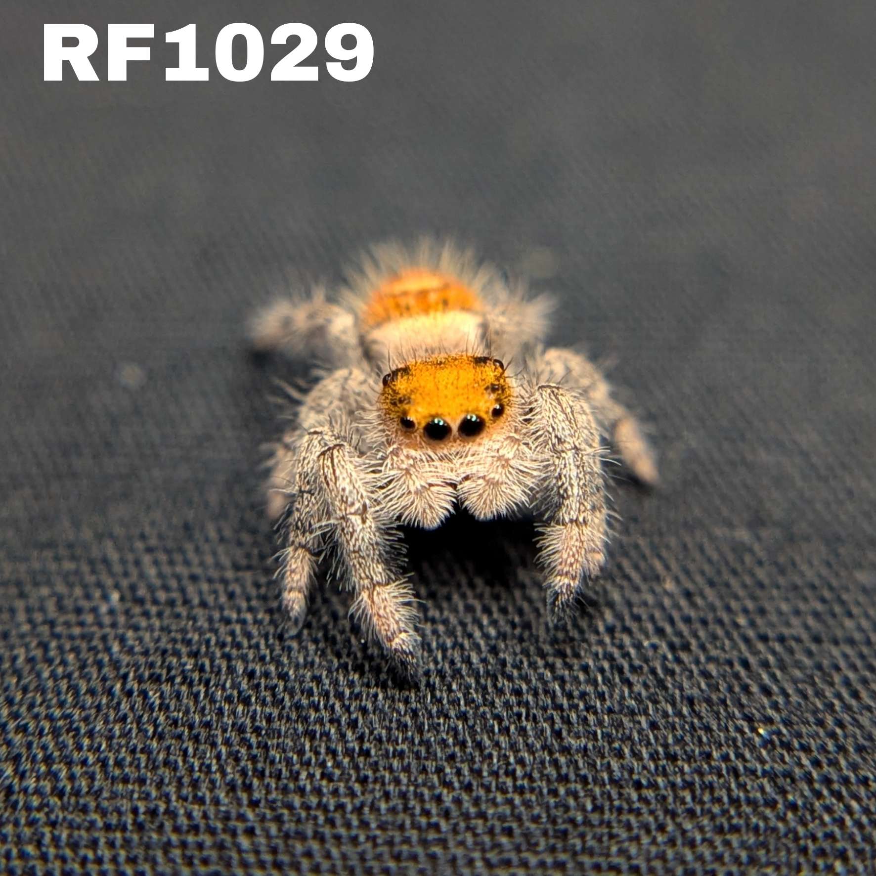 Regal Jumping Spider “Bonbon”
