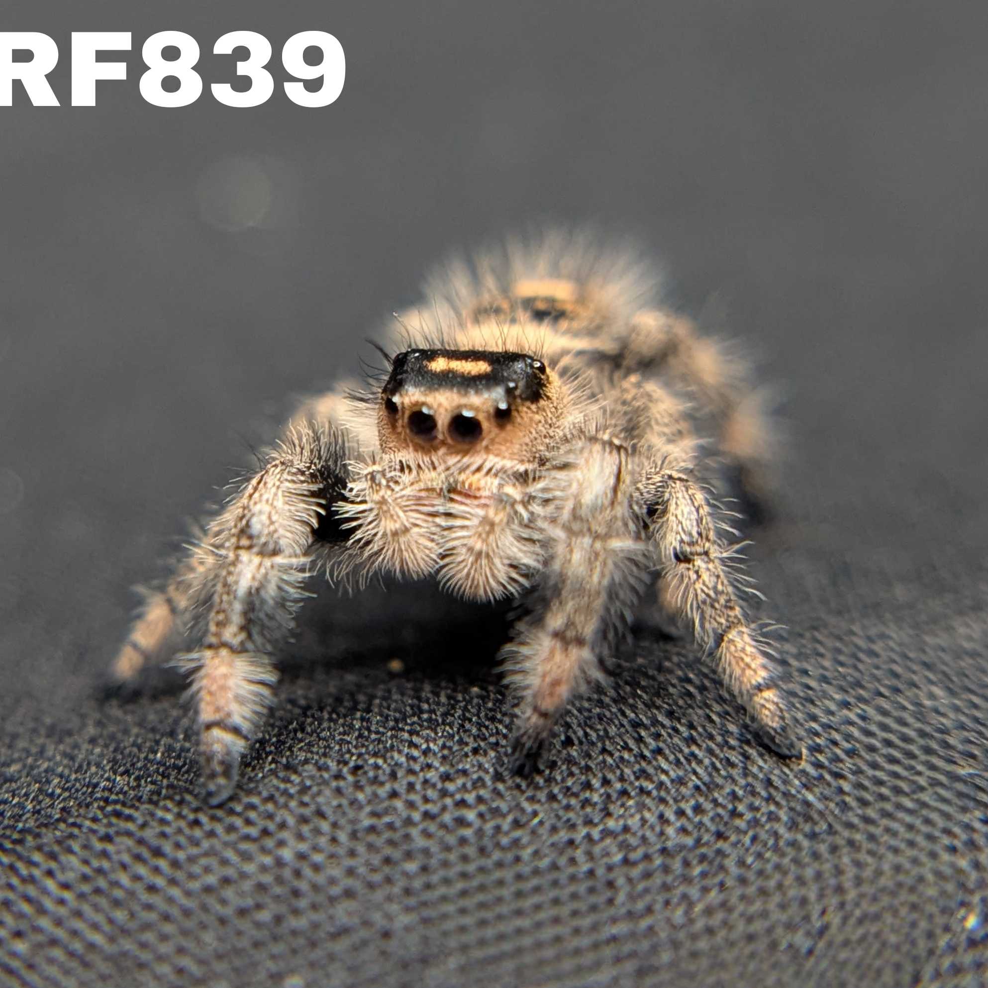 Regal Jumping Spider “Charm”