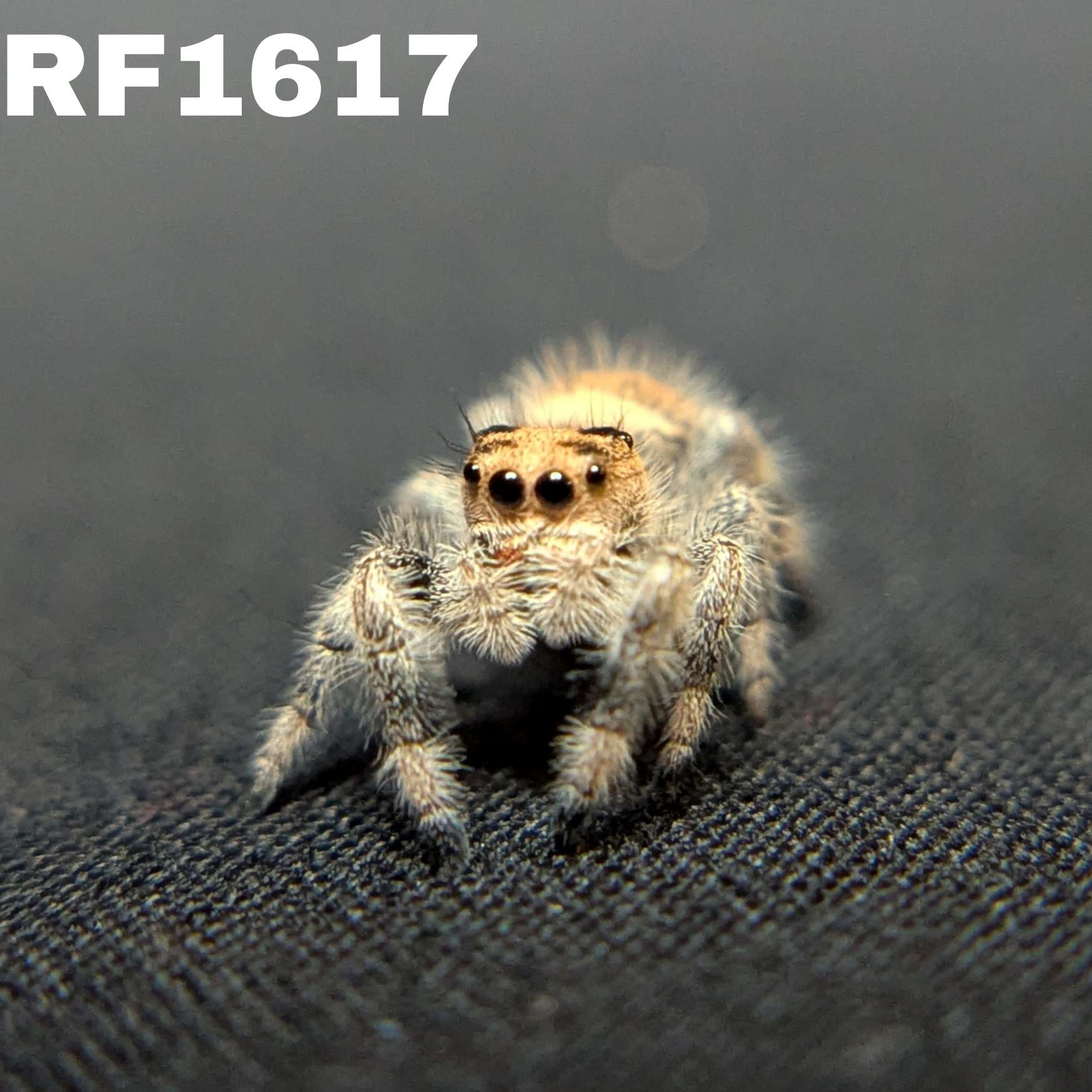 Regal Jumping Spider "Cornbread"