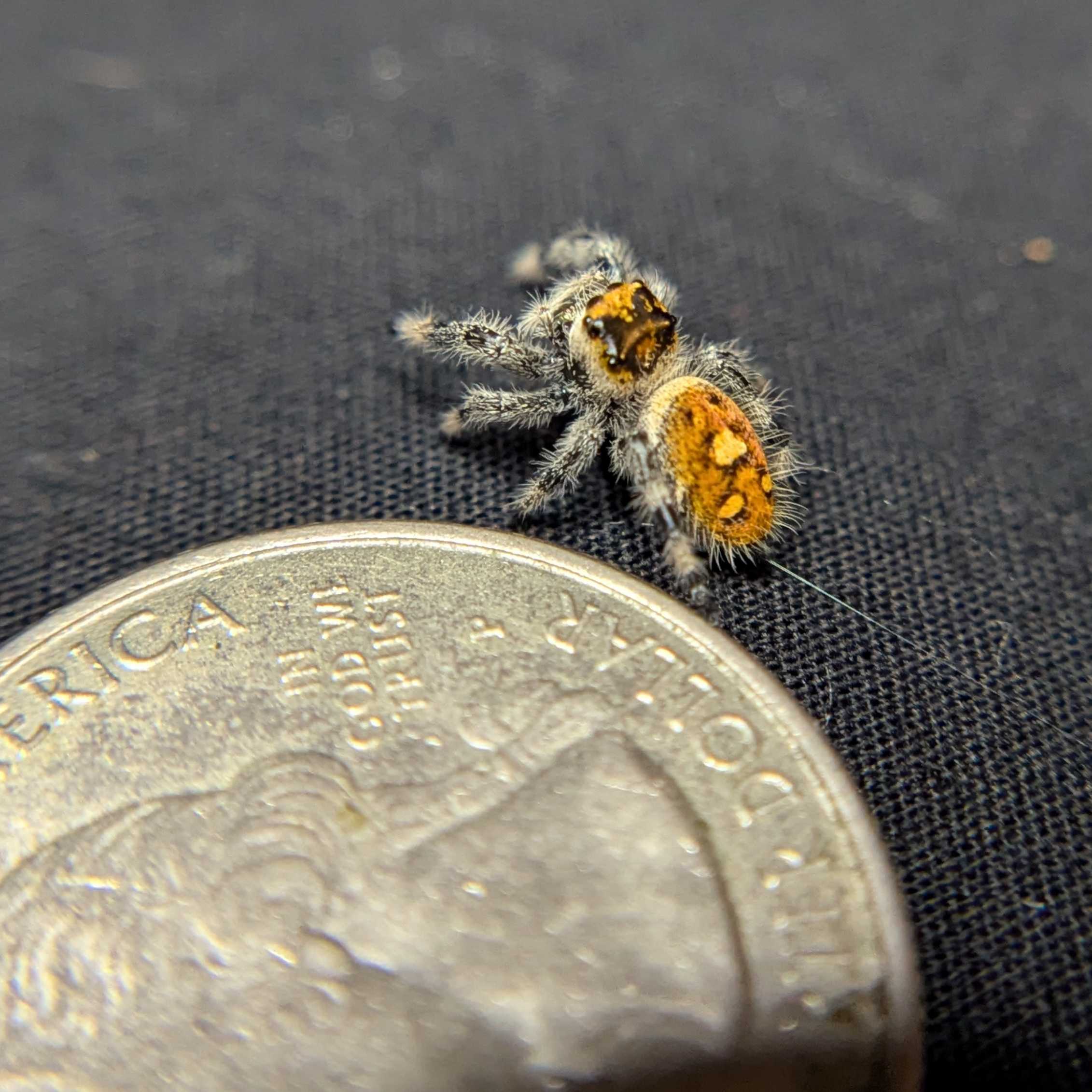 Regal Jumping Spider “Butterscotch”