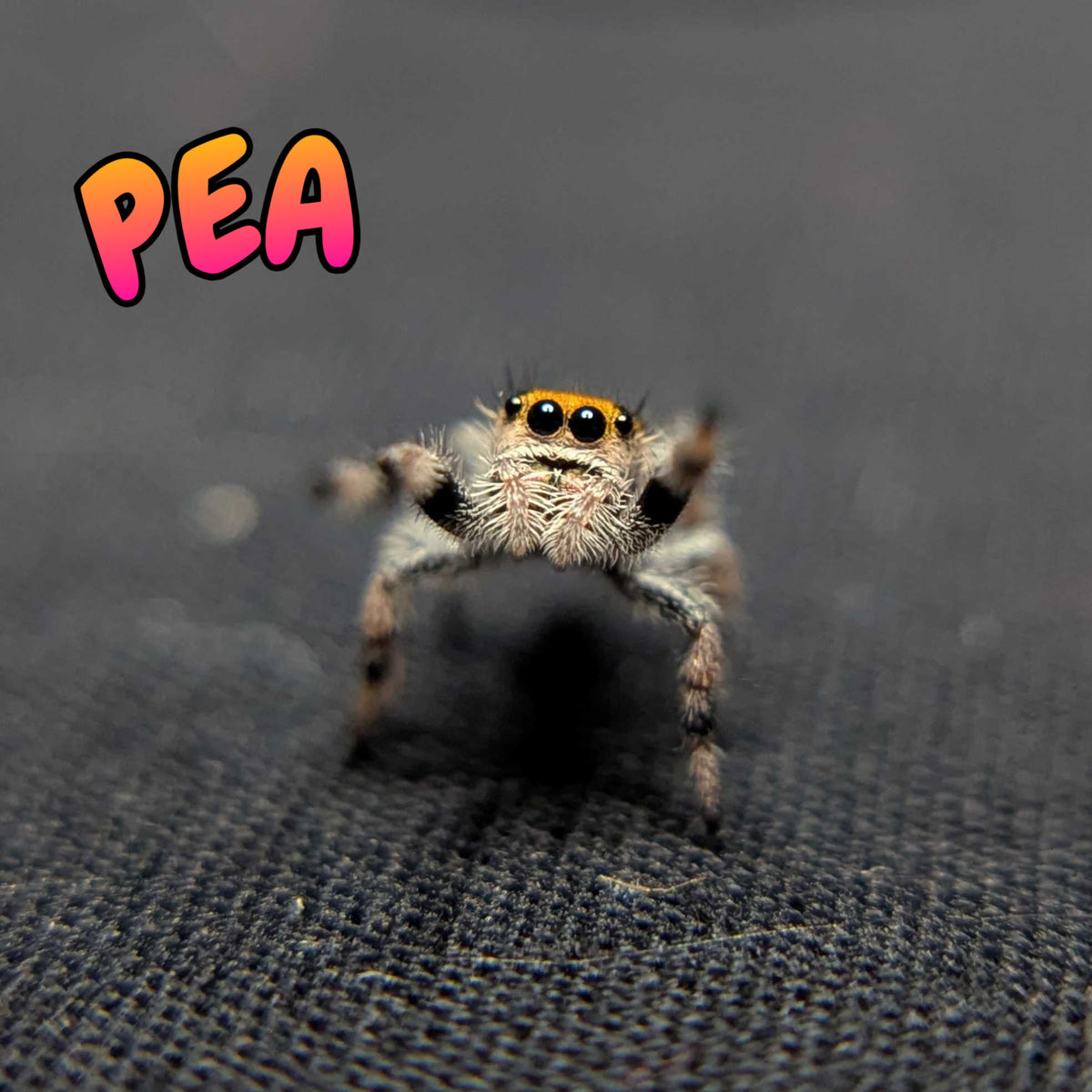 Regal Jumping Spider "Pea"